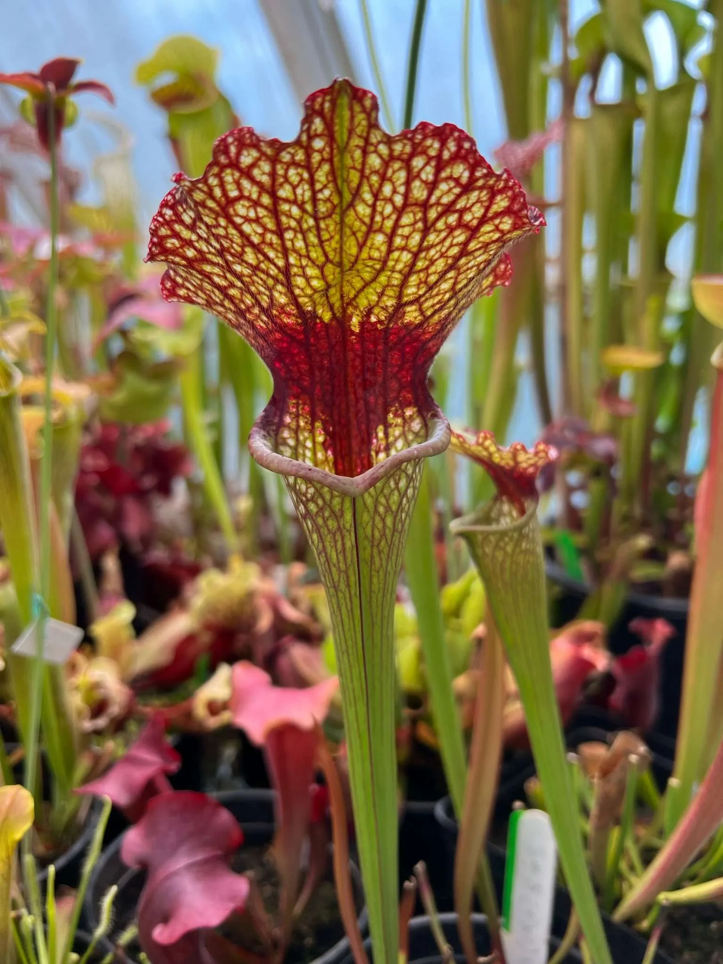 Sarracenia x LO8 Lois Och