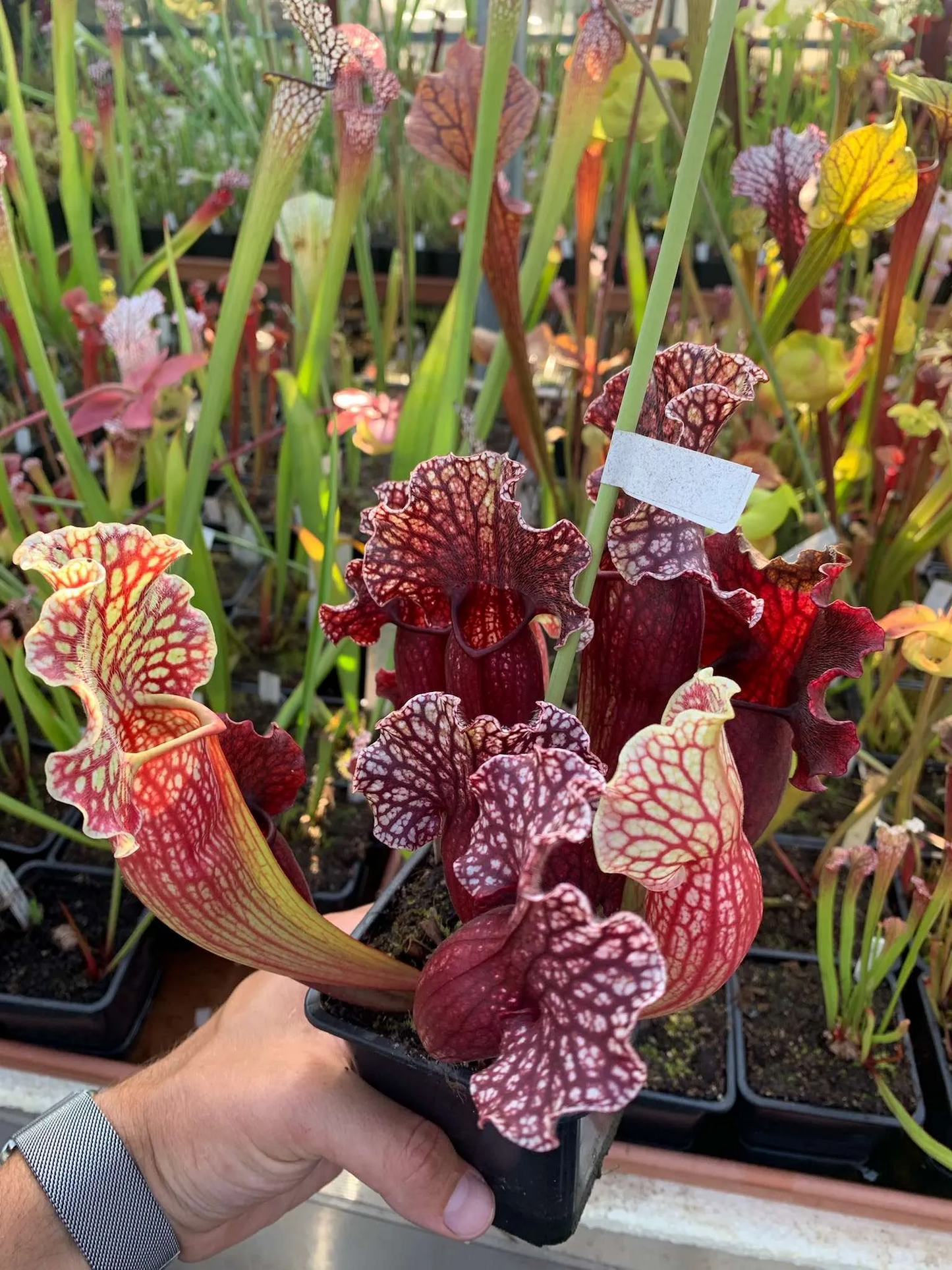 Sarracenia x Přemysl Otakar I. x purp. ssp. venosa var. Montana clone #A