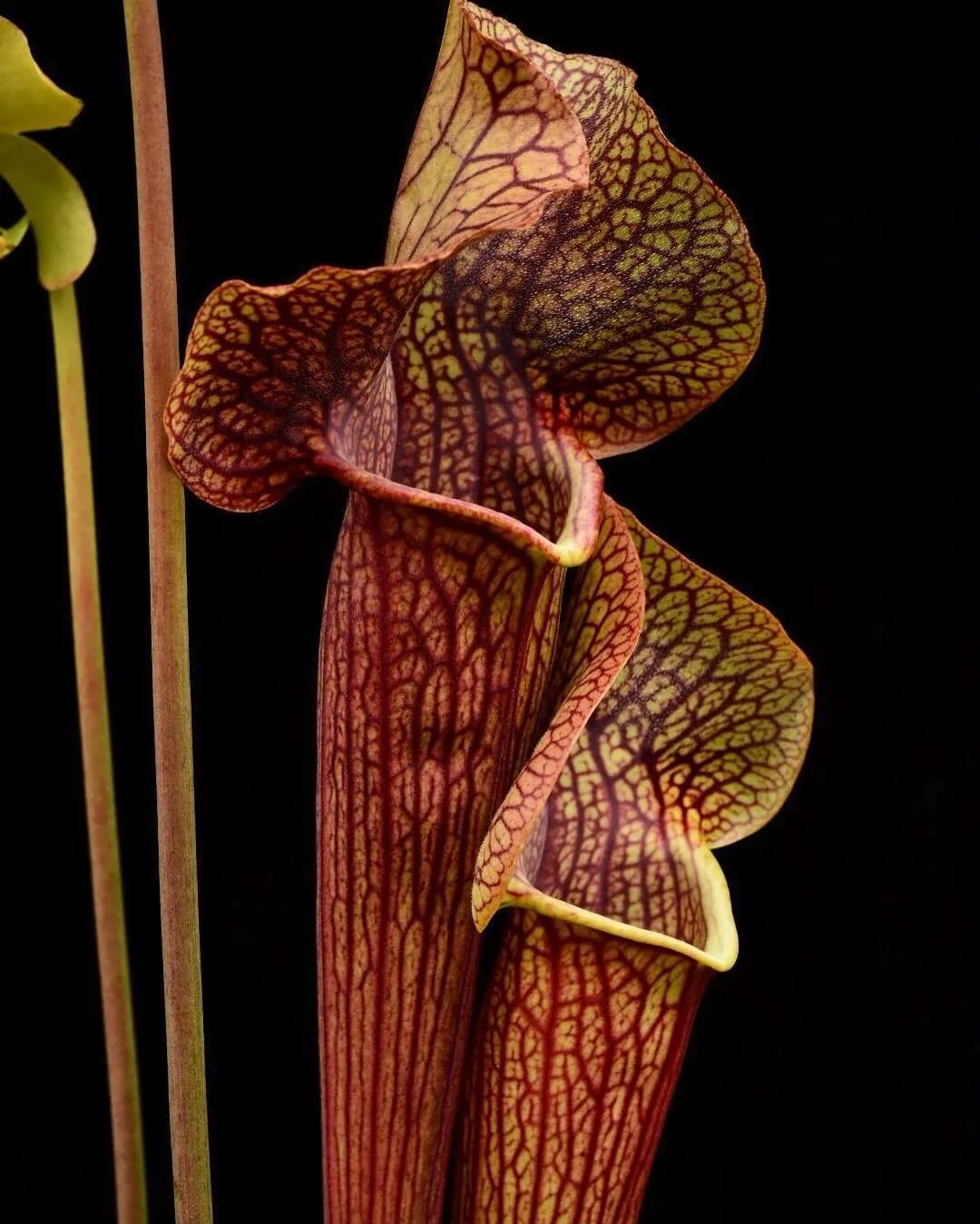 Sarracenia x Manny Herrera x flava Rubricorpora Sand Creek