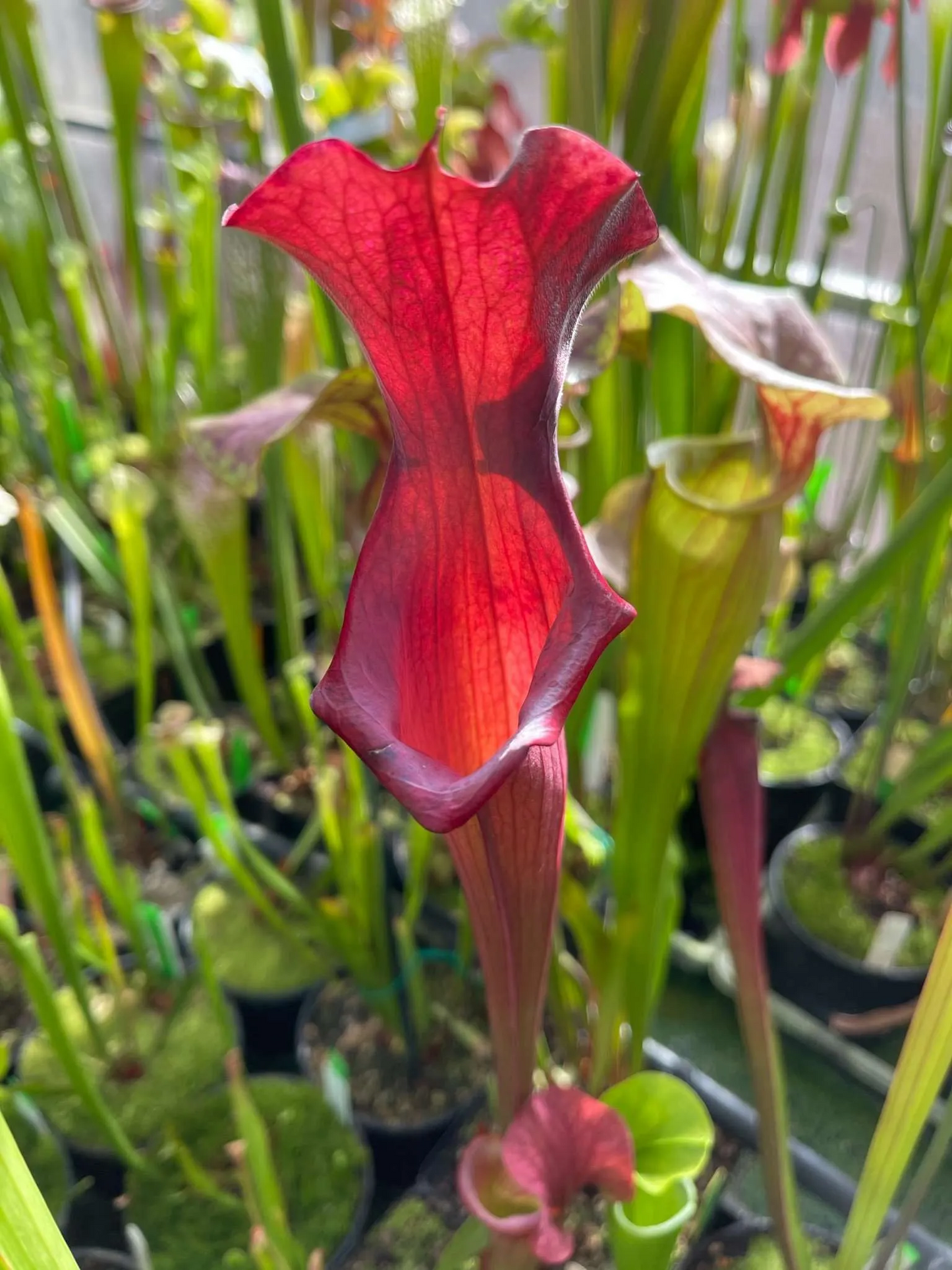 Sarracenia x Metallized