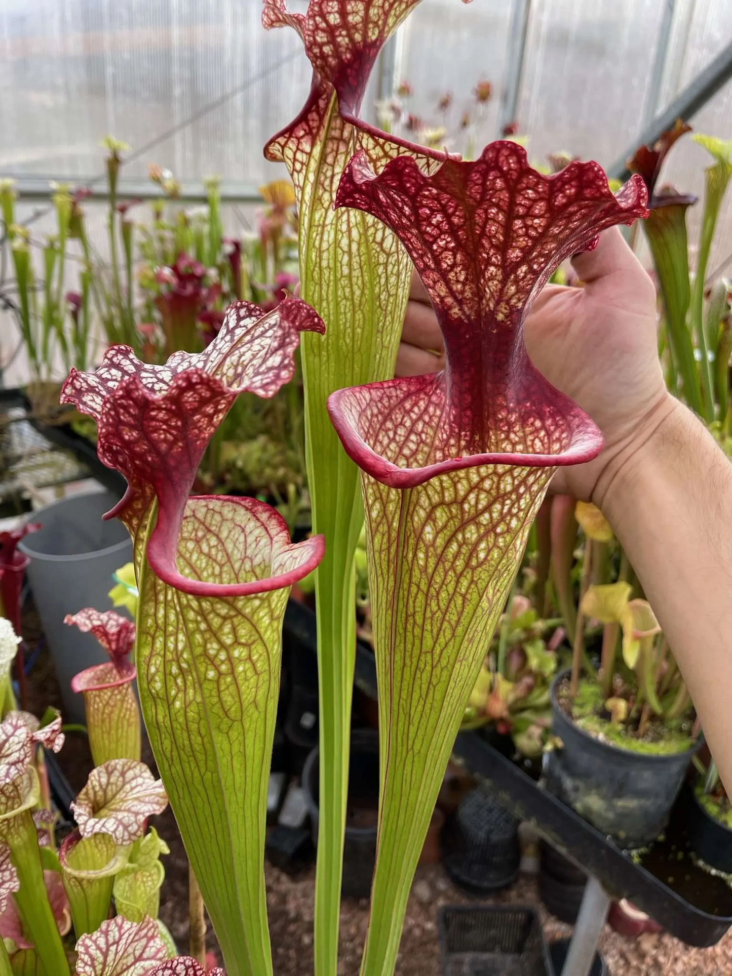 Sarracenia x MK H193 moorei Elizabeth Aydon