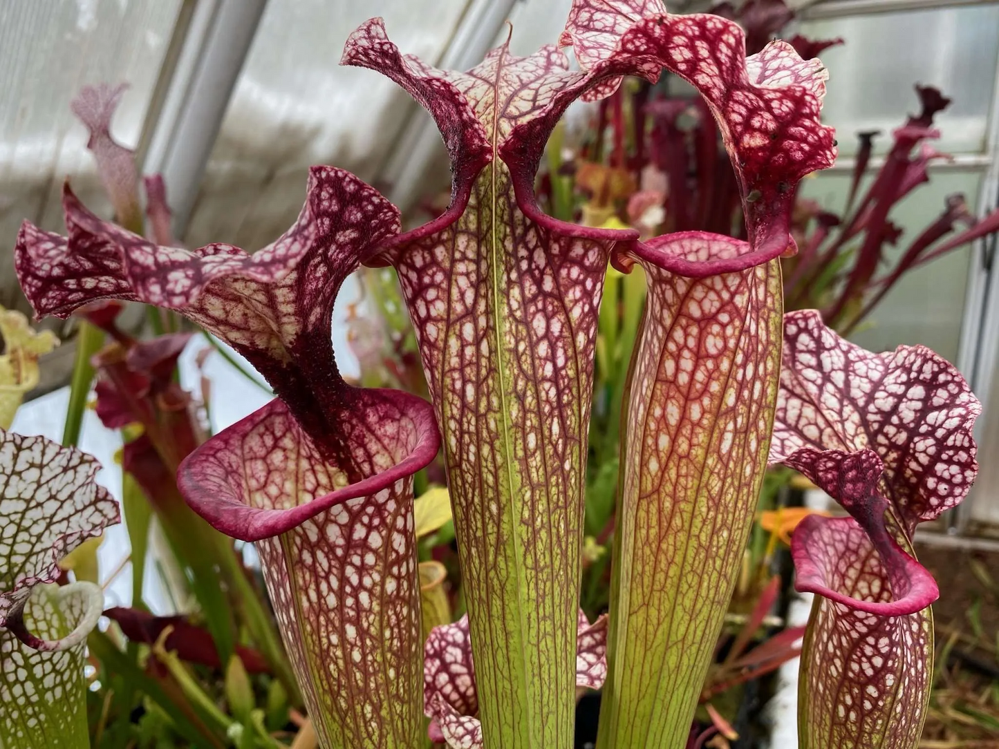 Sarracenia x MK H224 John David King
