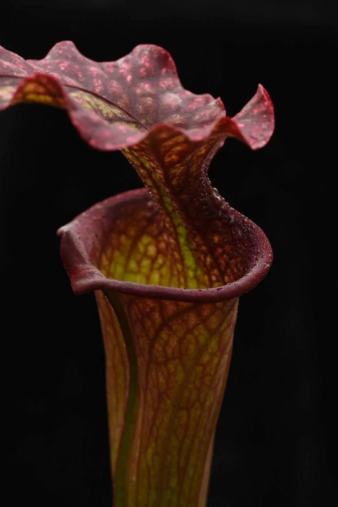 Sarracenia x moorei "Phil Clone 2"
