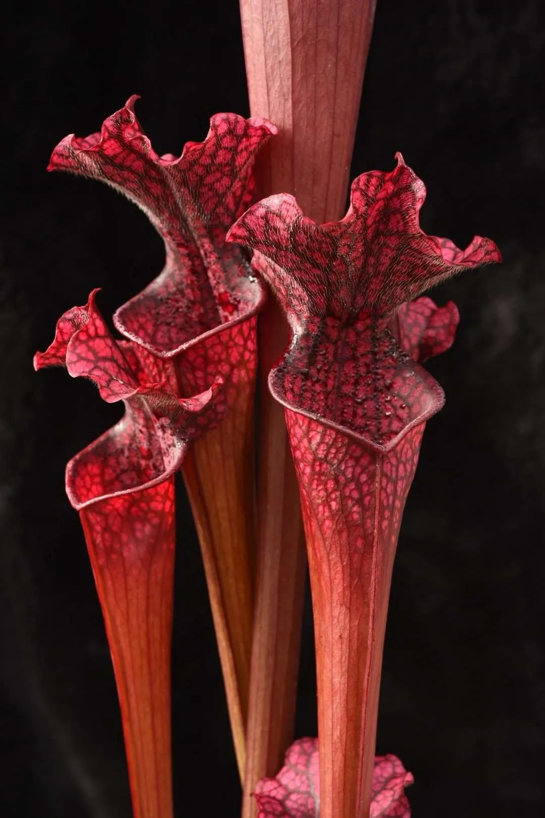 Sarracenia x moorei (leucophylla pitchers red vain x flava Red Tube)