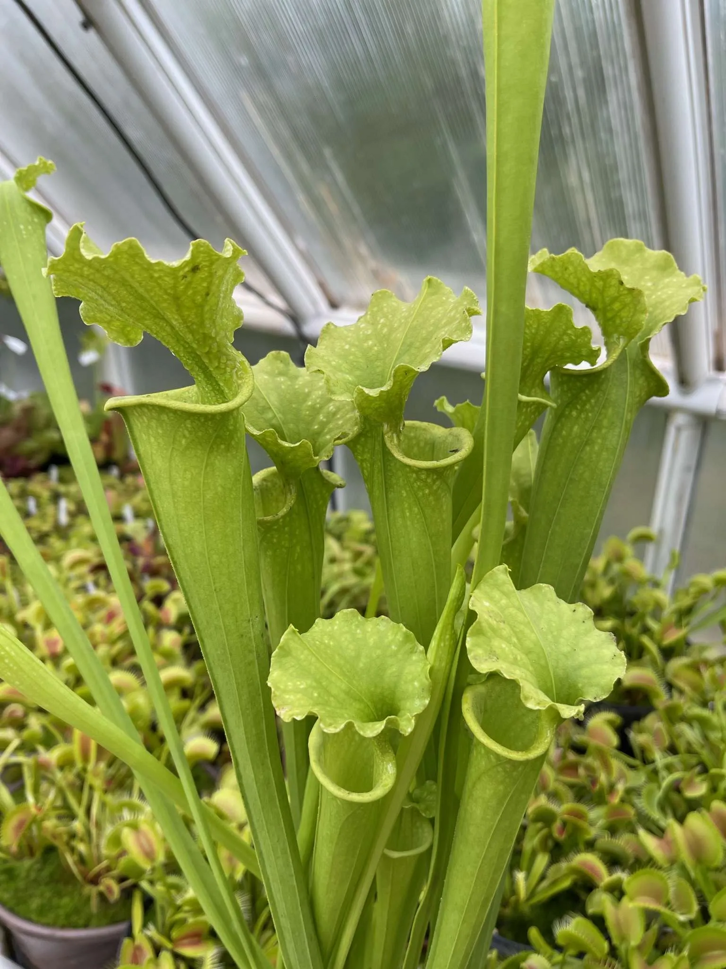 Sarracenia x moorei #10 Bob H. Property KCoe
