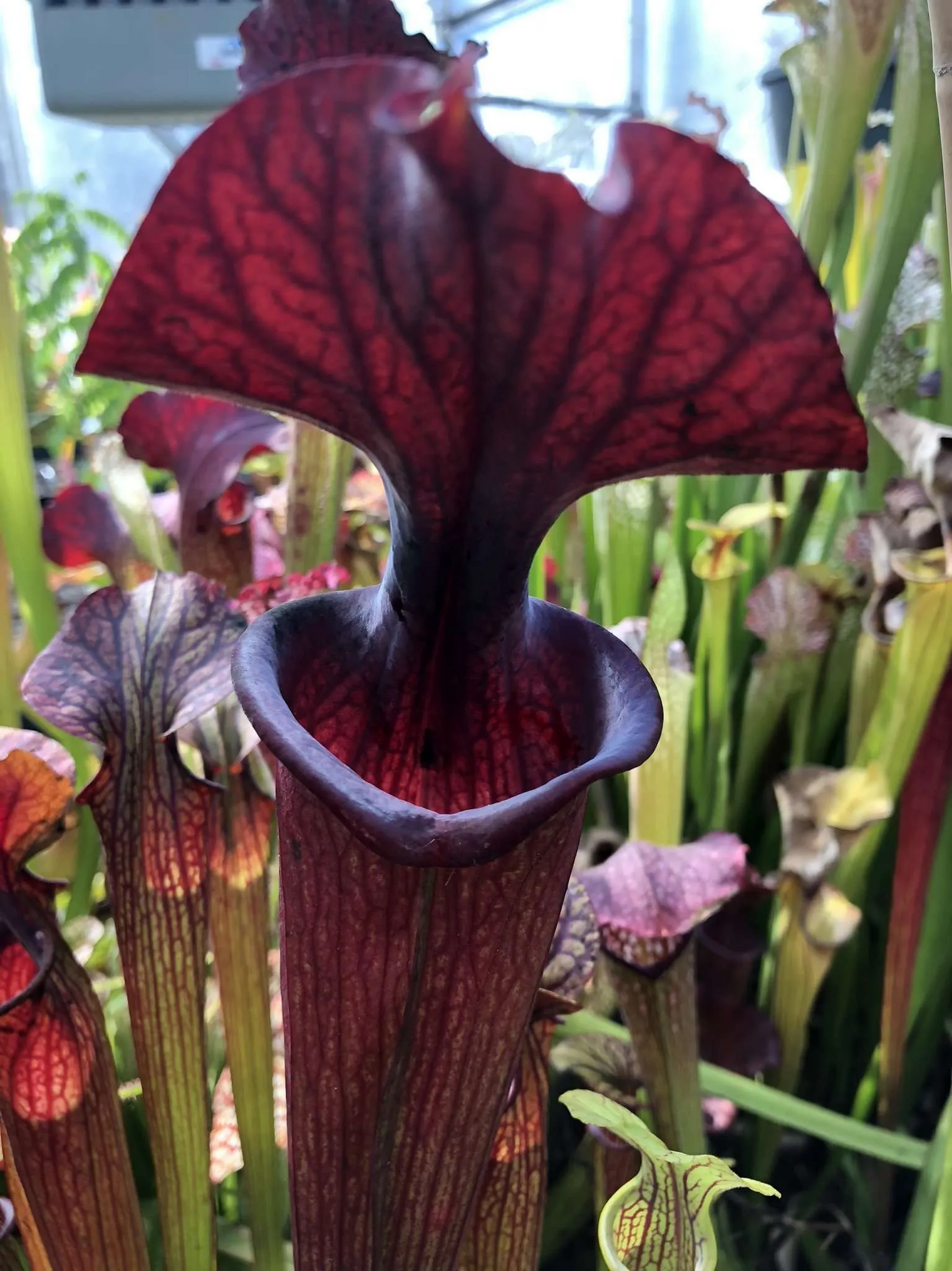 Sarracenia x Black Widow x (Royal Ruby x flava ornata) Phil F.