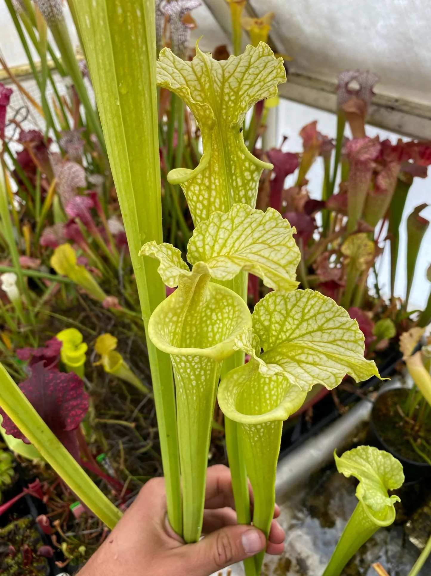 Sarracenia x moorei Antho Free (Shallote, Brunswick Co x Ctenium fields, Bill Scholl, MKL 46)