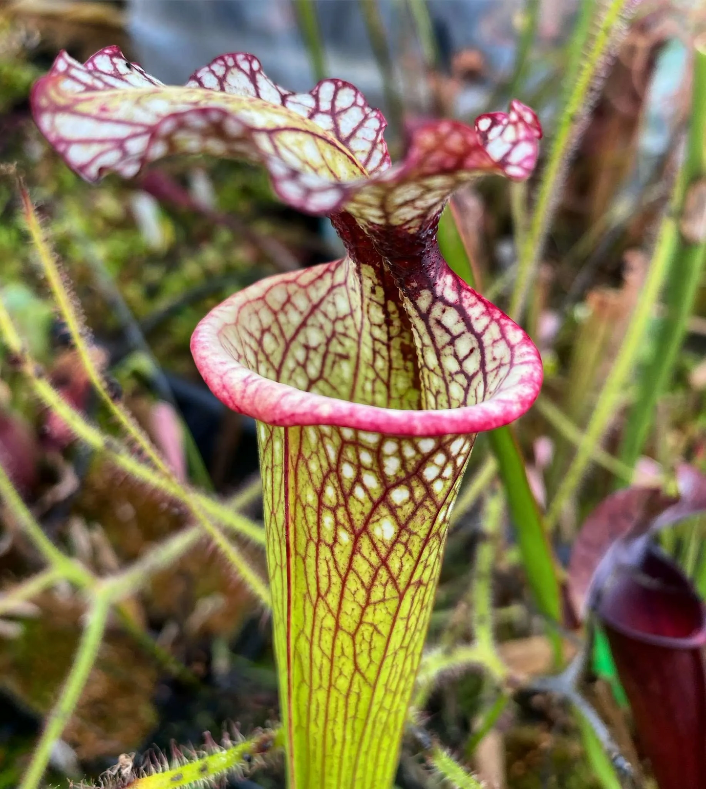 Sarracenia x moorei Avalon FL Ed Read