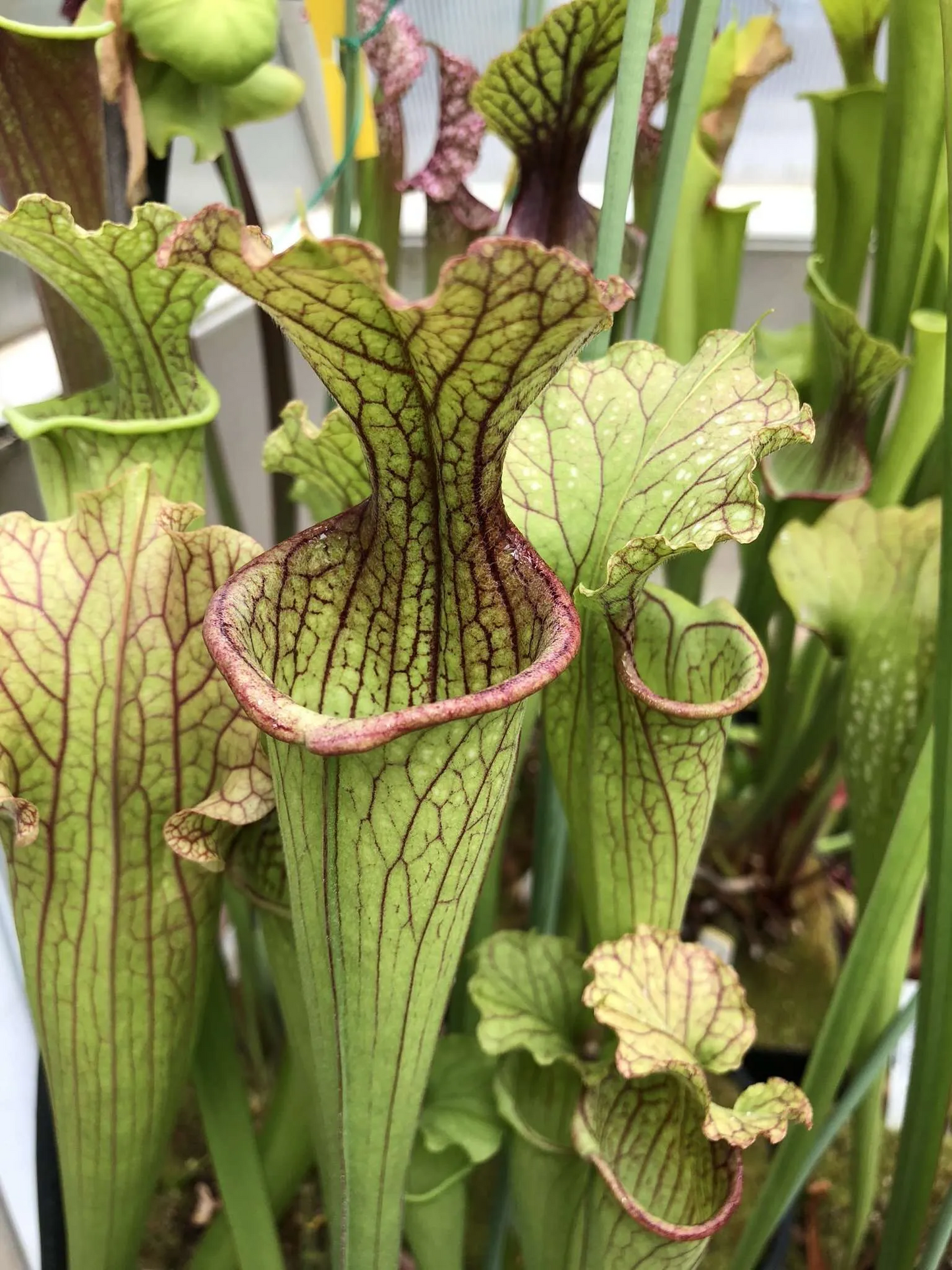 Sarracenia x moorei DW