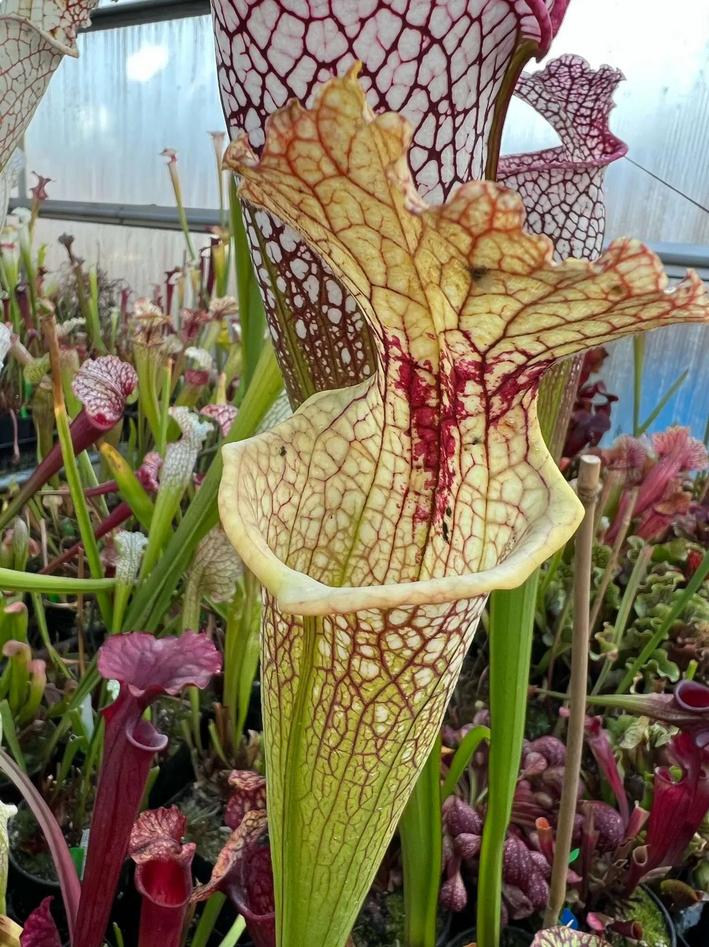 Sarracenia x moorei Pale Great Veins 1 of 2