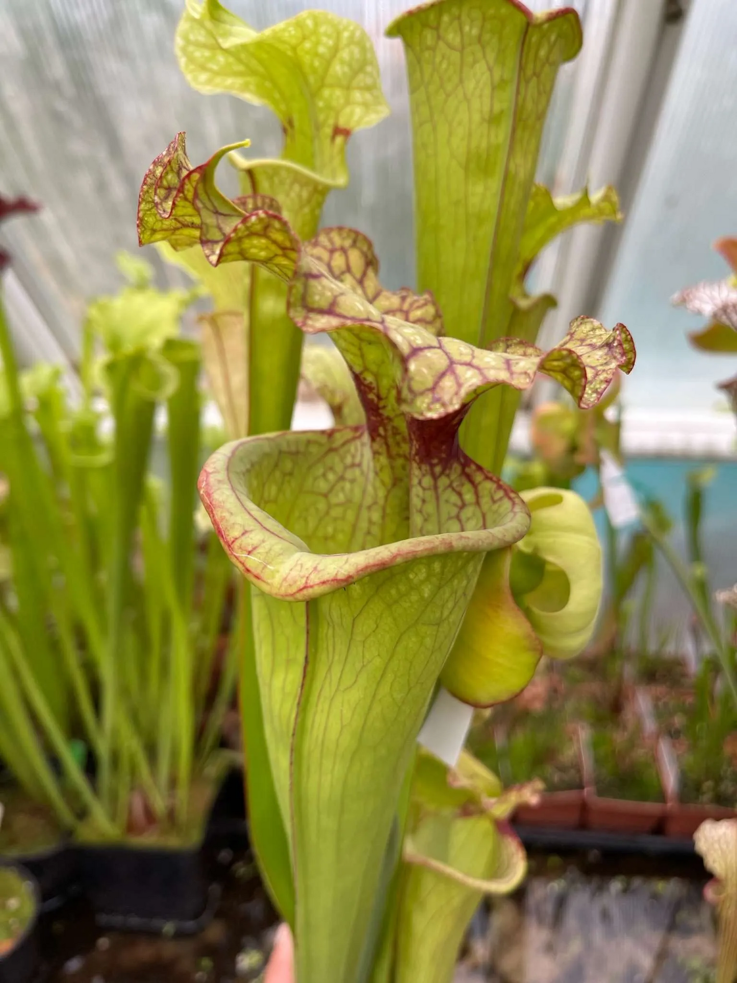 Sarracenia x moorei yellow #1 HL