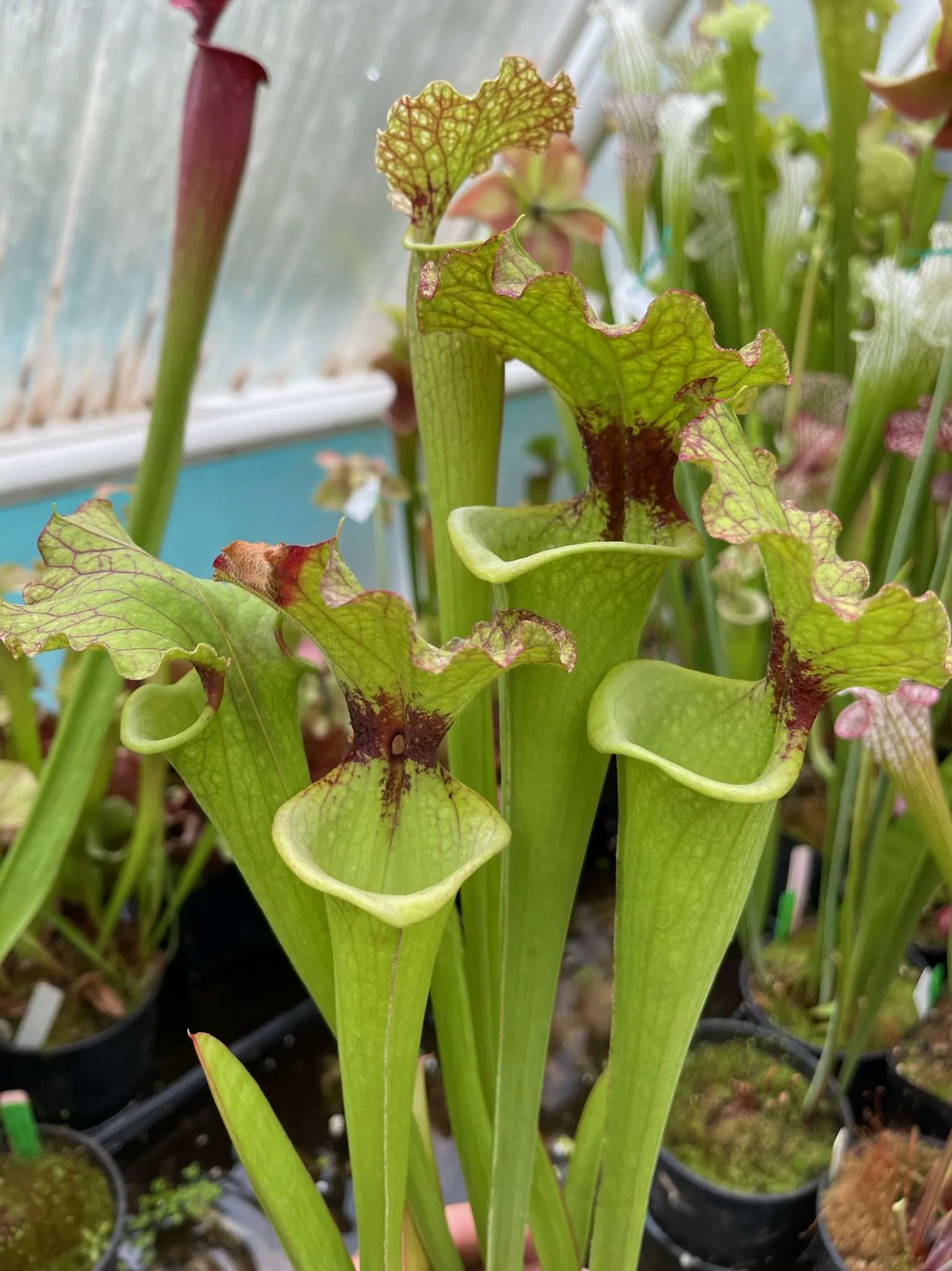 Sarracenia x moorei yellow #3 BW