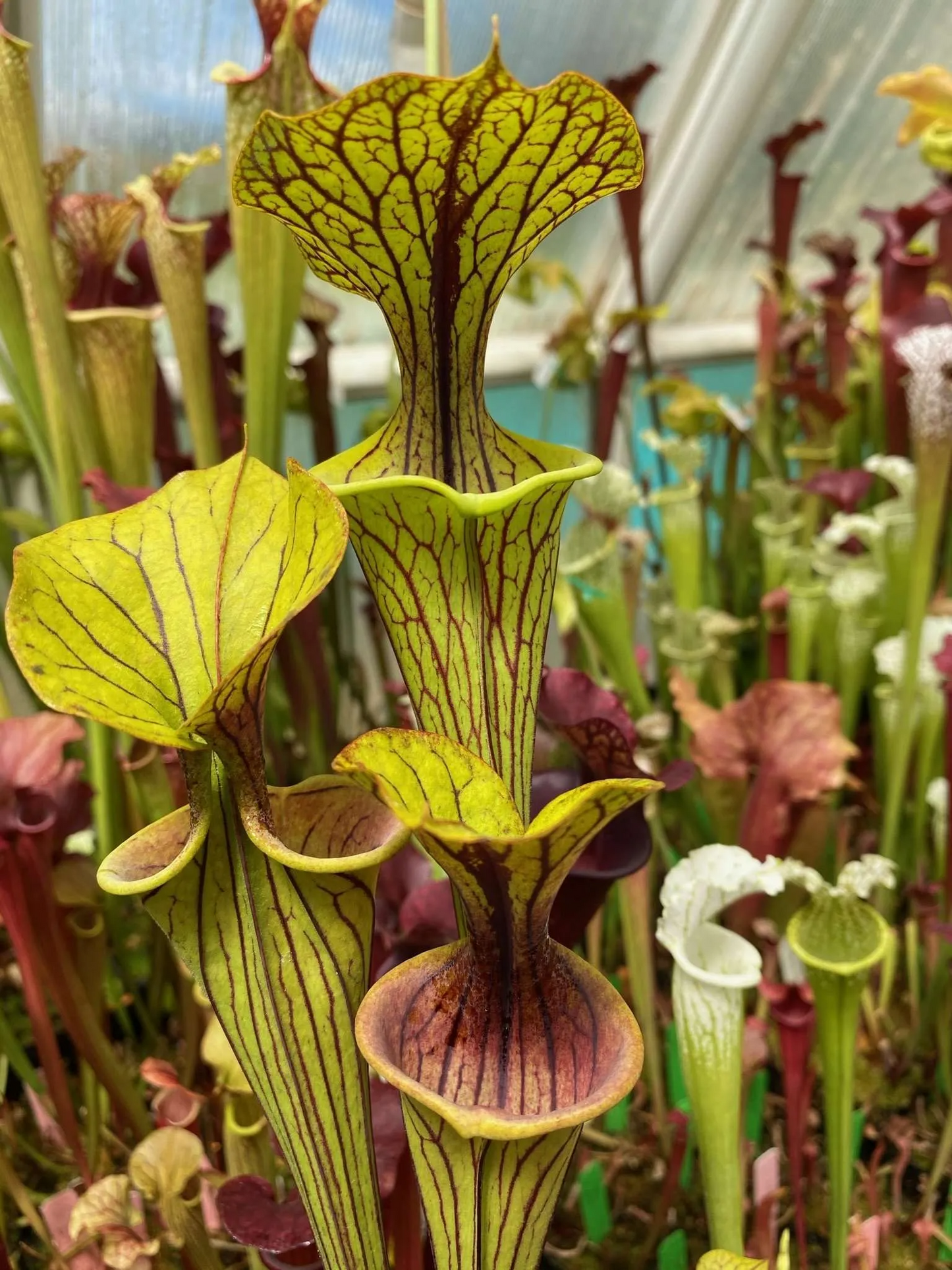 Sarracenia x oreophila var Ornata Catalani x flava Ornata Bullock Co