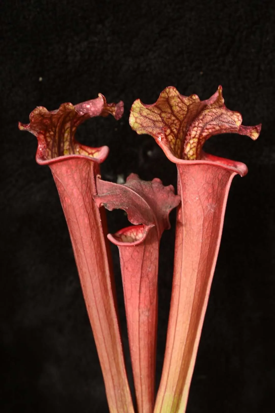 Sarracenia x Black Widow x leucophylla Titan