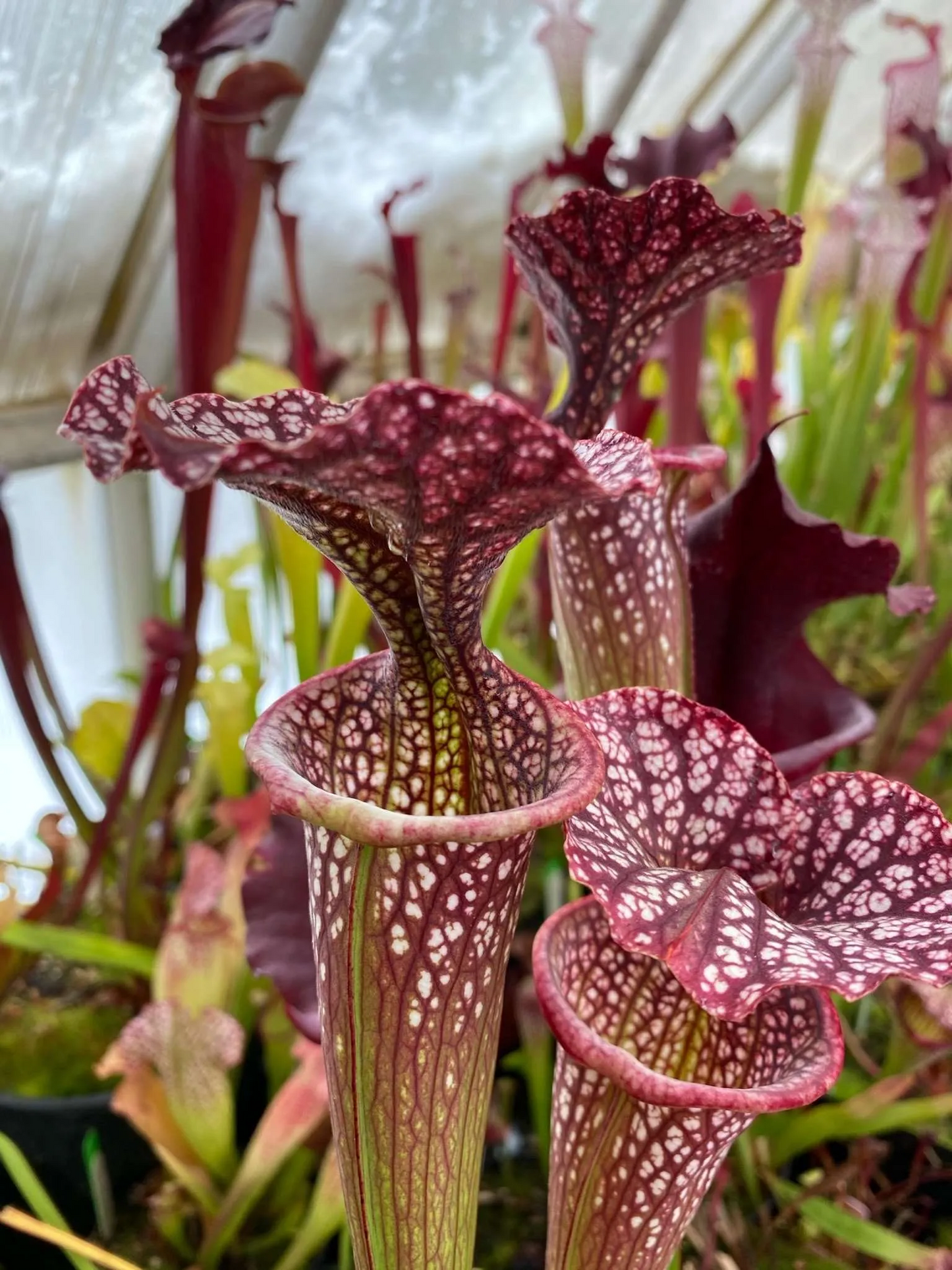 Sarracenia x oreophila x leucophylla Purple Lips