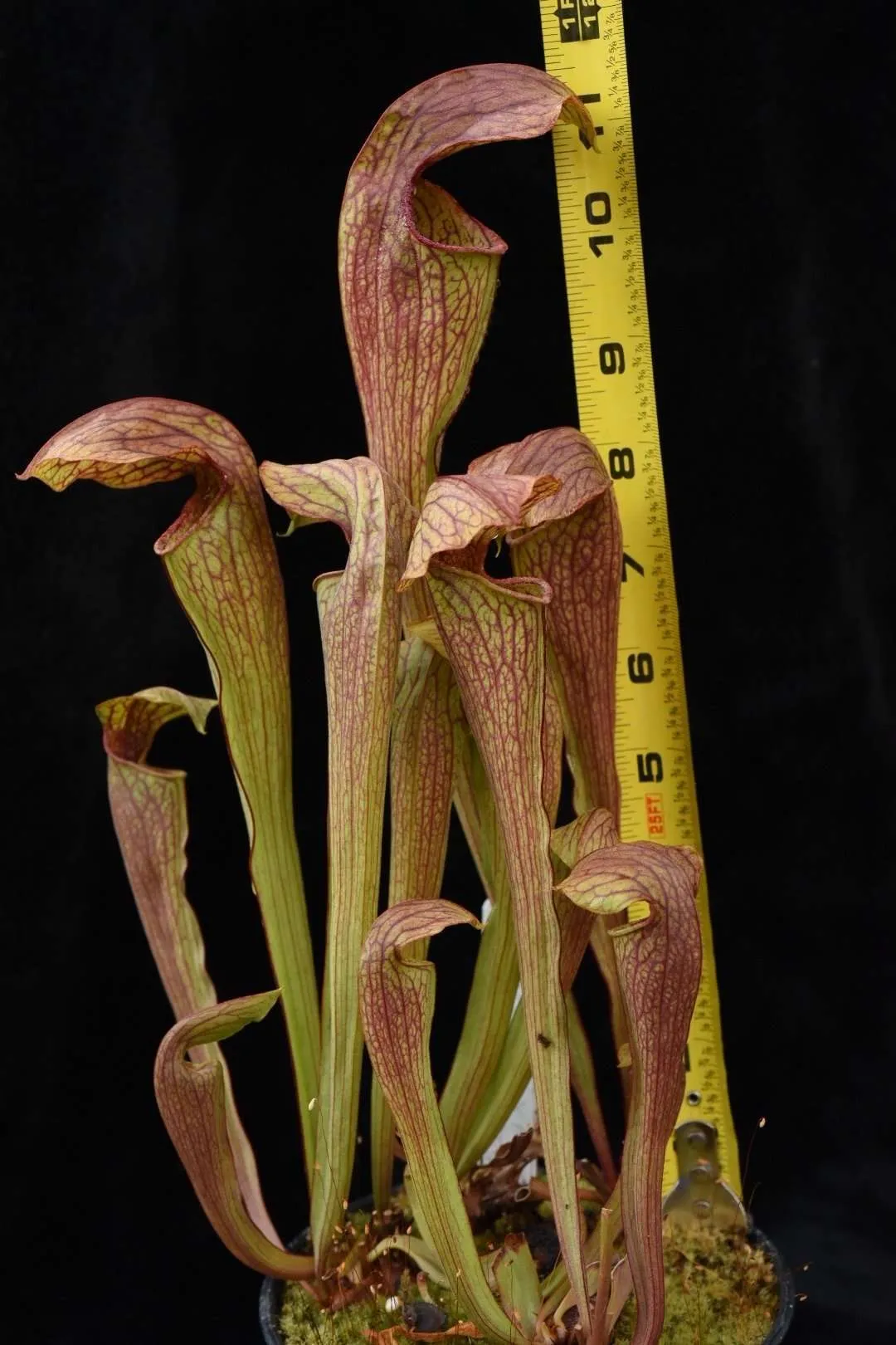 Sarracenia x oreophila x minor
