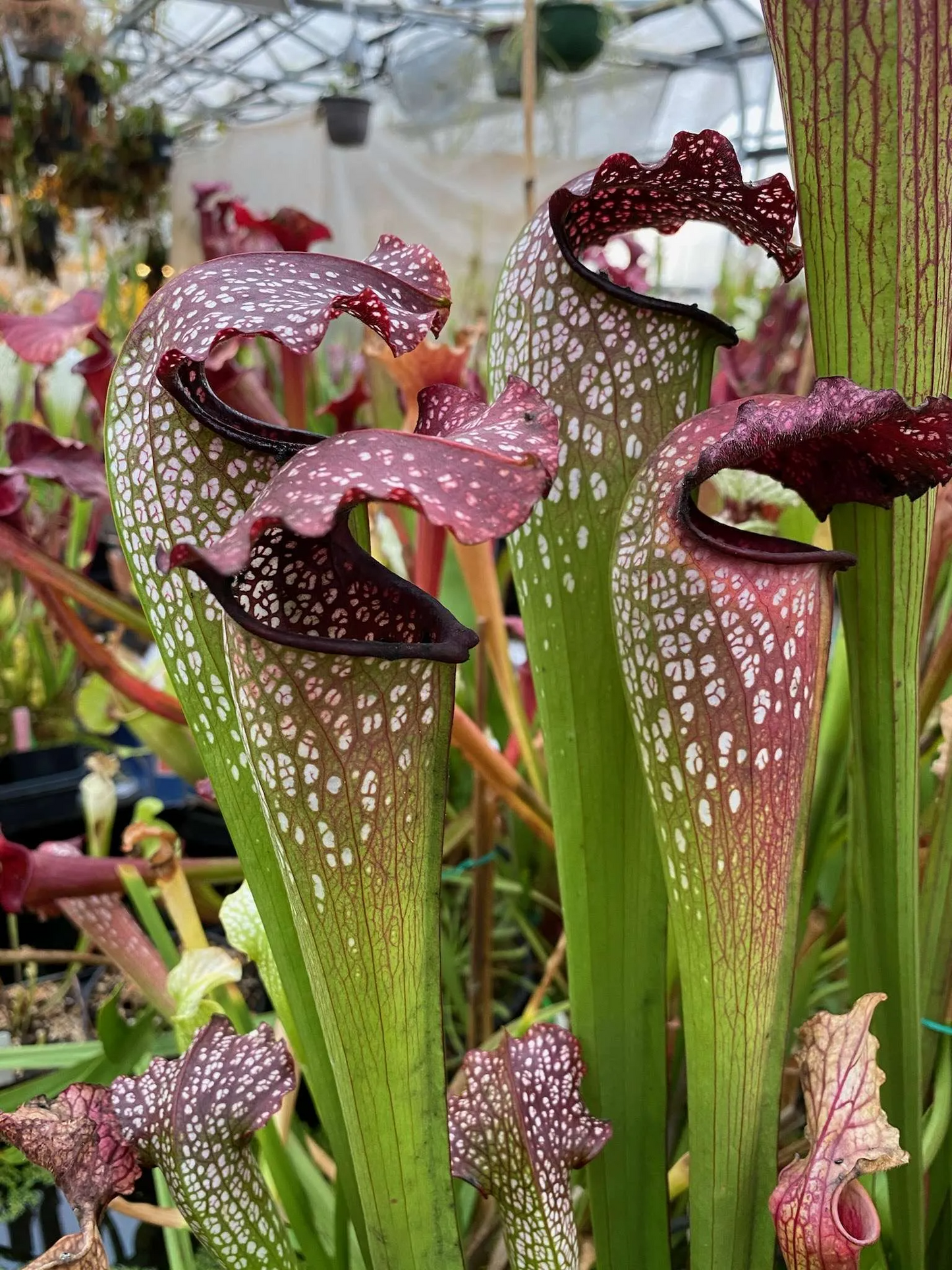Sarracenia x Prometheus