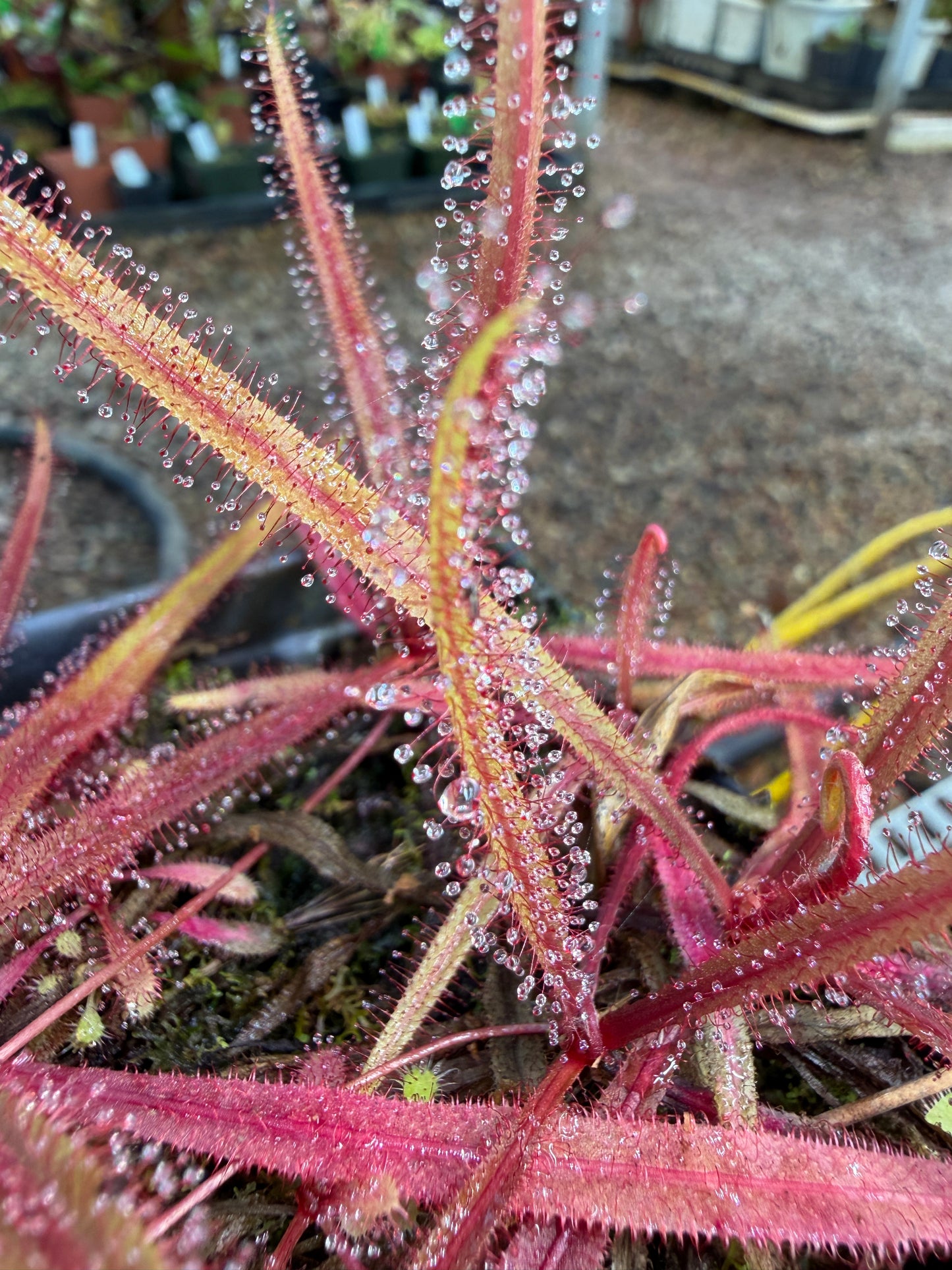 Drosera adelae Giant