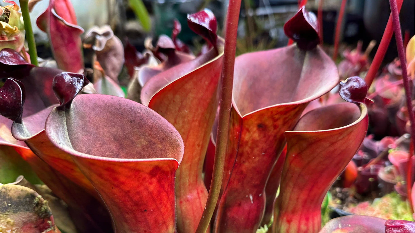 Heliamphora Scylla