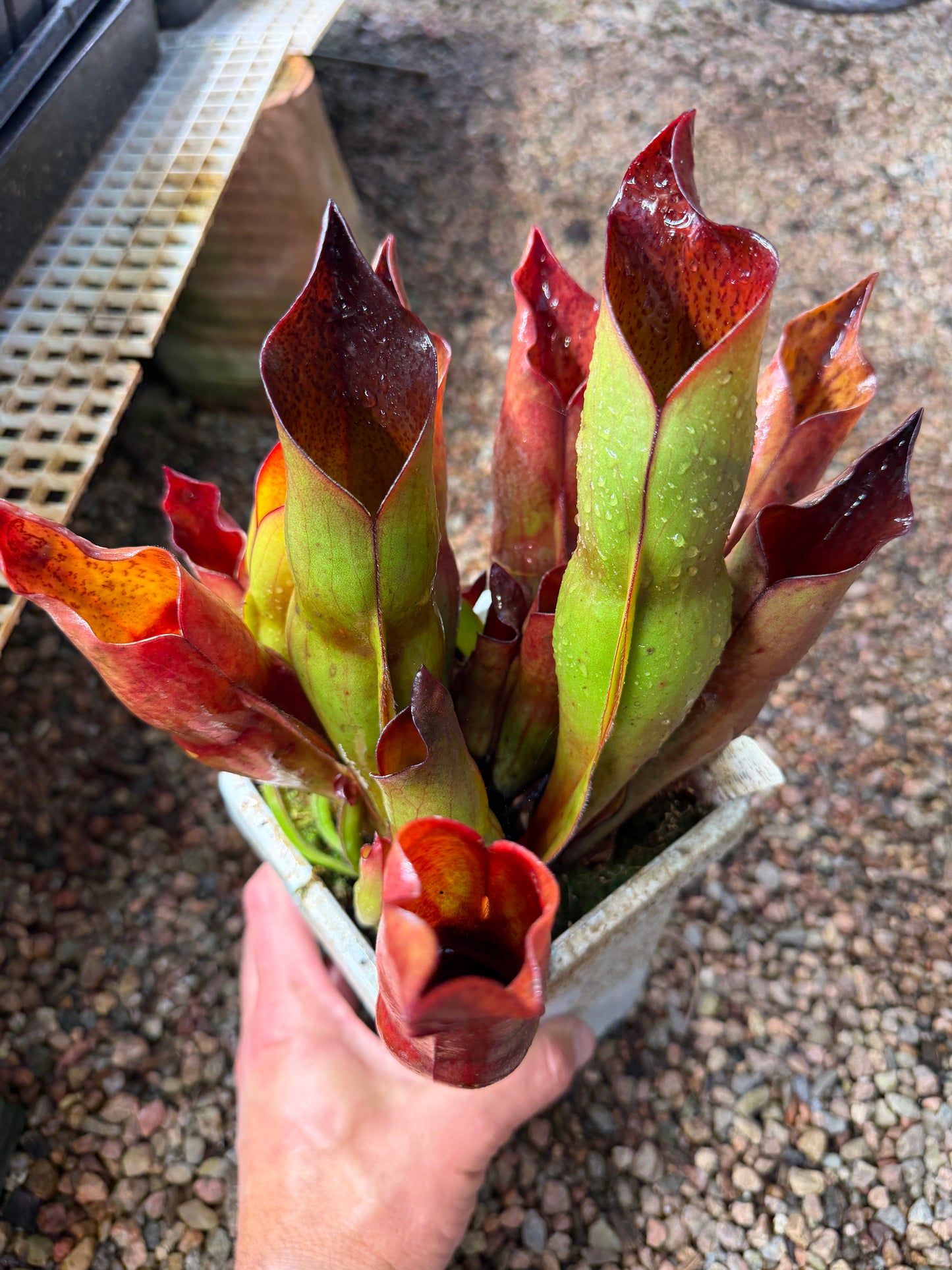 Heliamphora x sarracenioides Red Giant x ionasi Killer Giant #3