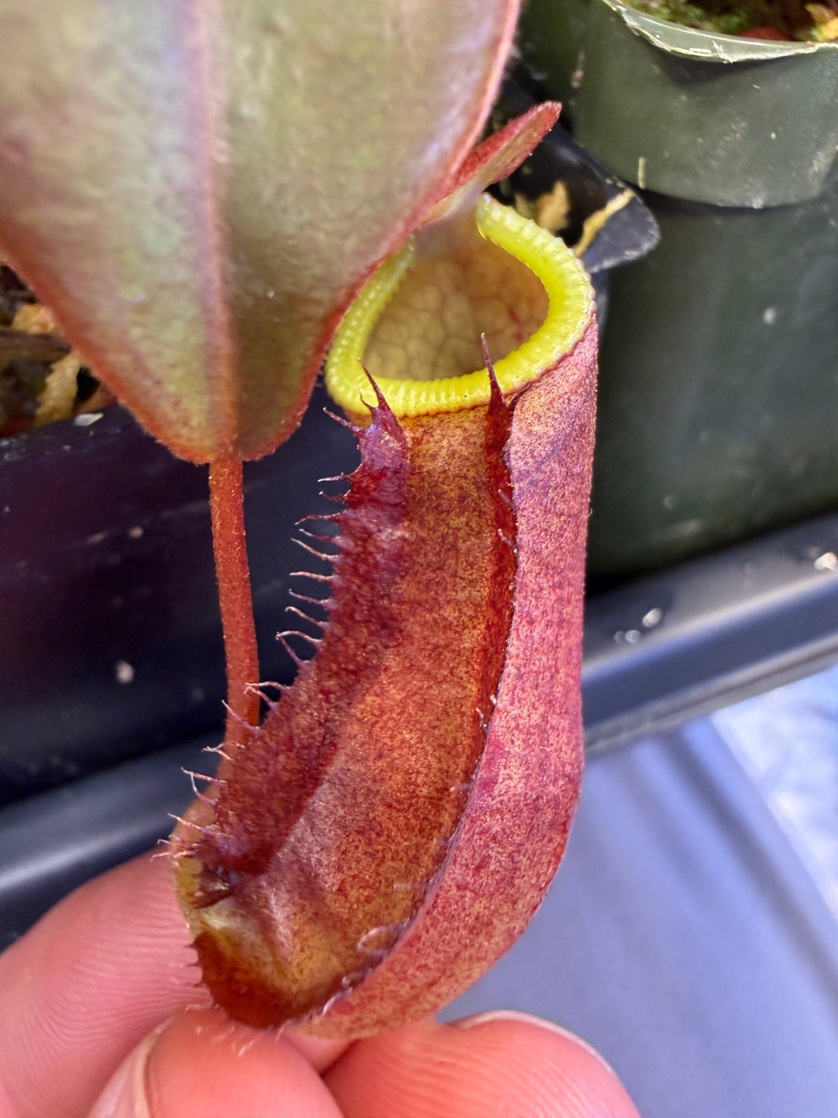Nepenthes adrianii x deaniana