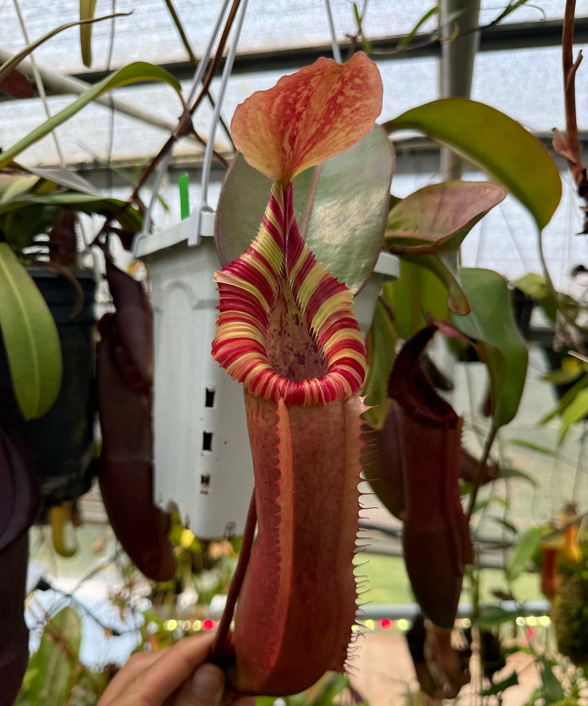 Nepenthes veitchii Long Striped x edwardsiana