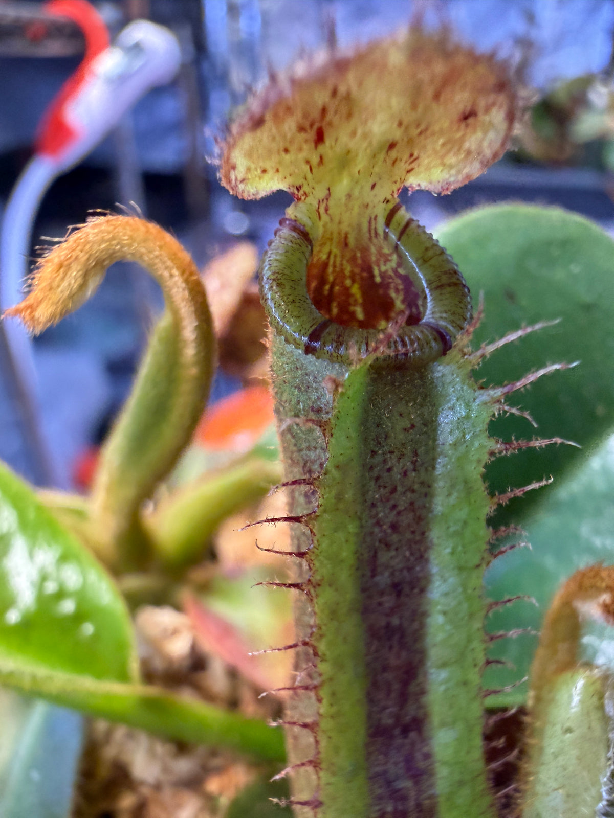 Nepenthes truncata striped x (platychila x lowii)