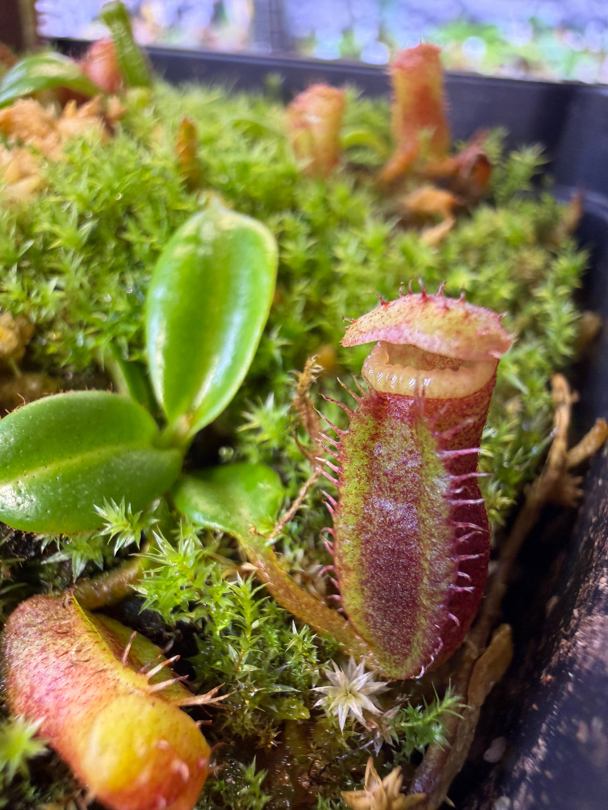 Nepenthes harryana (villosa x edwardsiana)