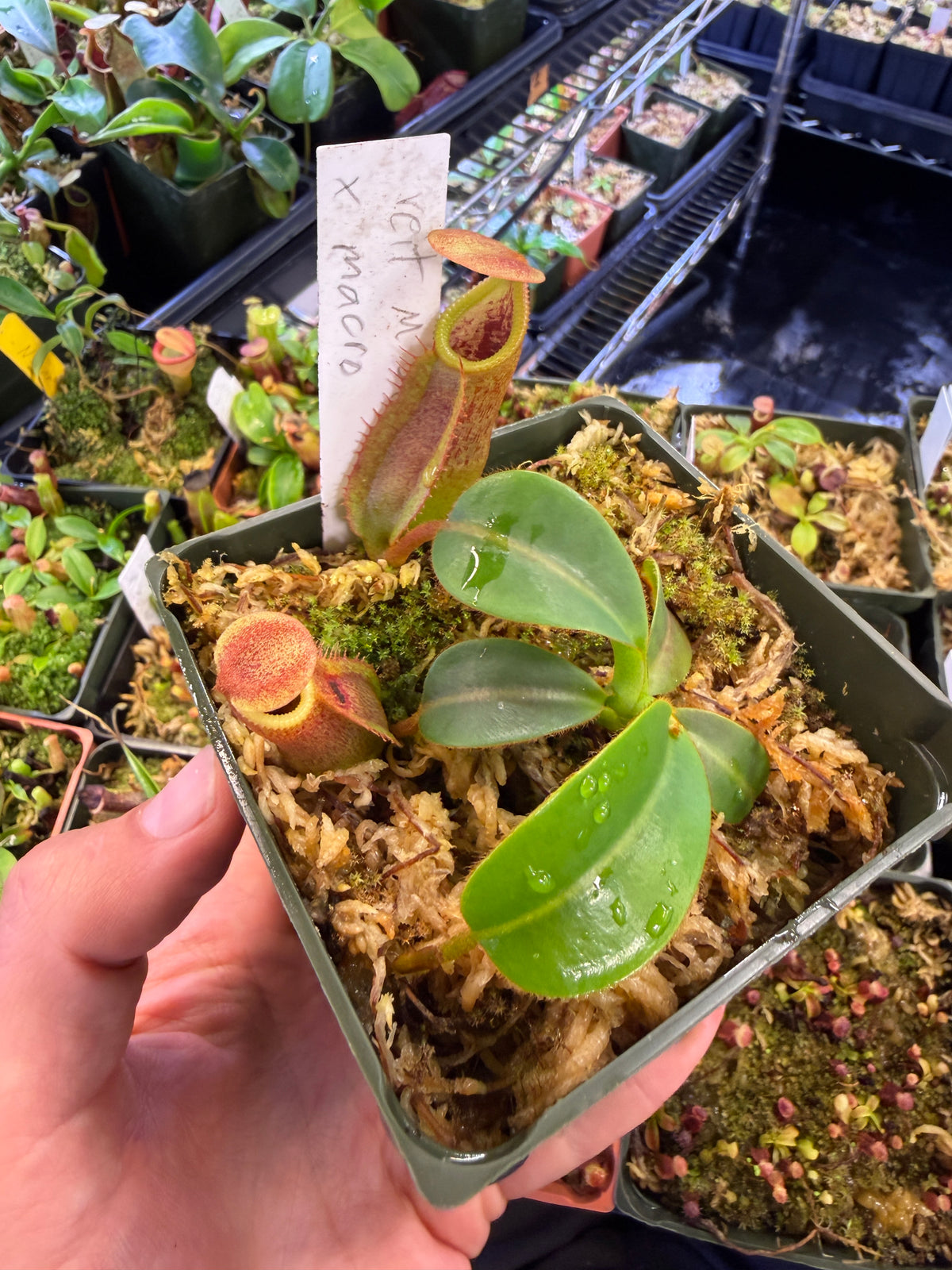 Nepenthes veitchii M Striped x macrophylla