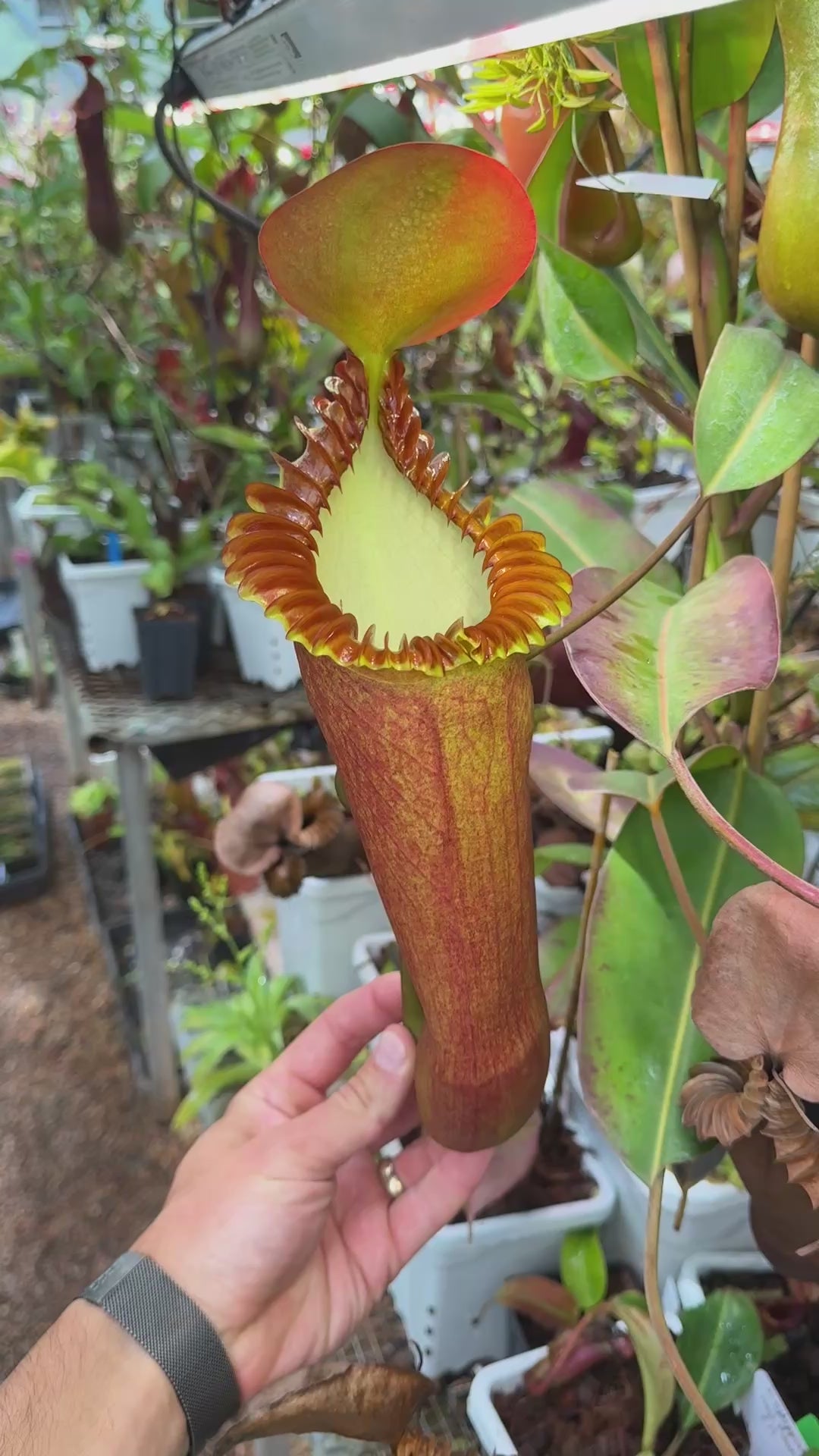 edwardsiana | Buy Nepenthes | Jeremiah's Plants