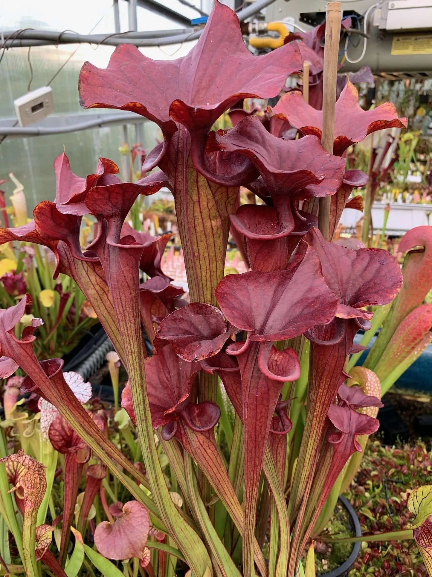 Sarracenia flava (bronze x copper top) #16 (Shipped Bare-Root)