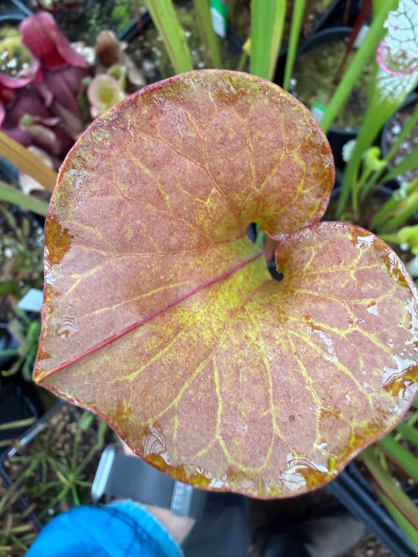 Sarracenia flava cuprea Reversed Veins - Small (Shipped Bare-Root)
