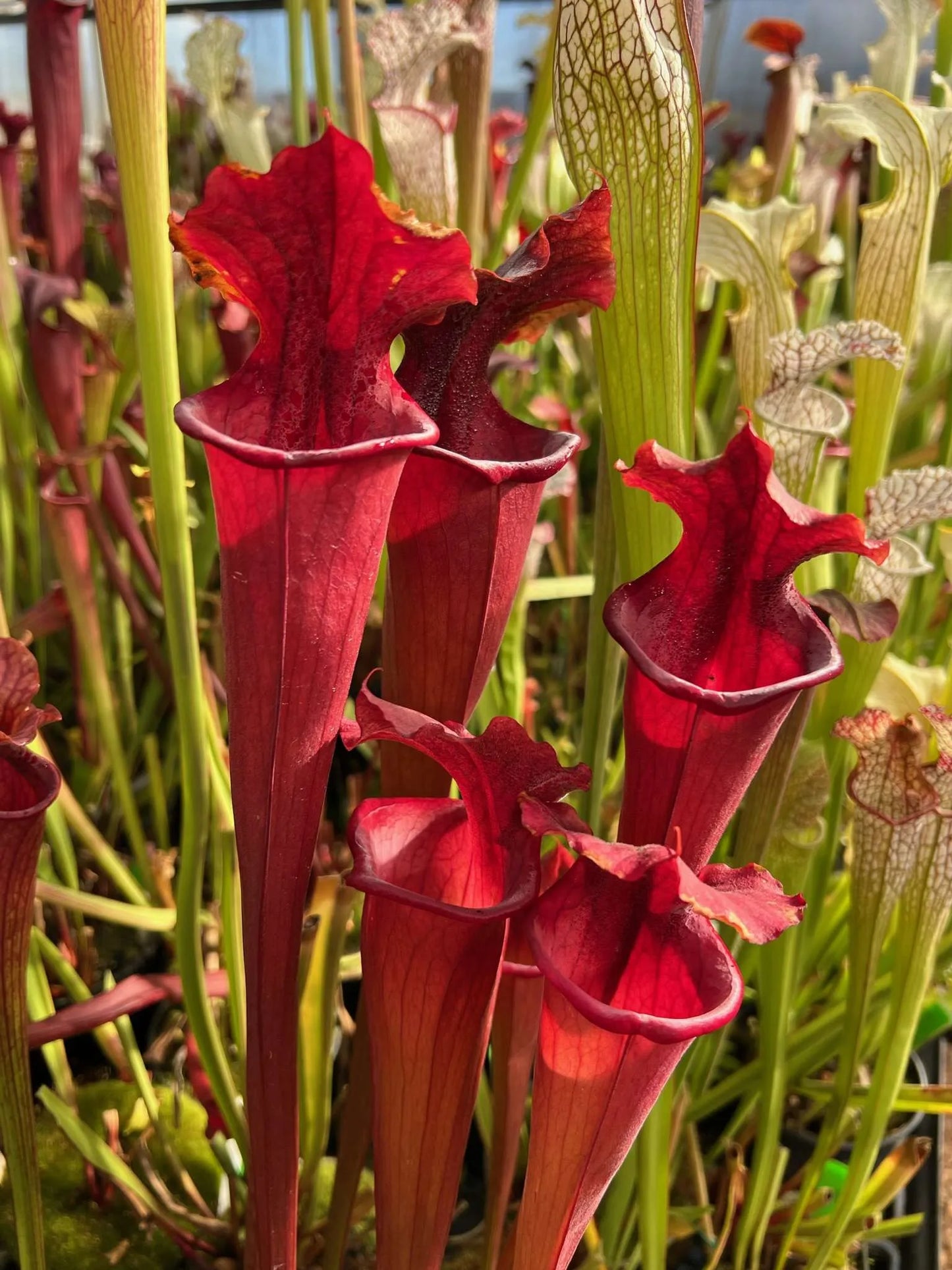 Sarracenia flava cuprea Steve Thomas - Meadowview