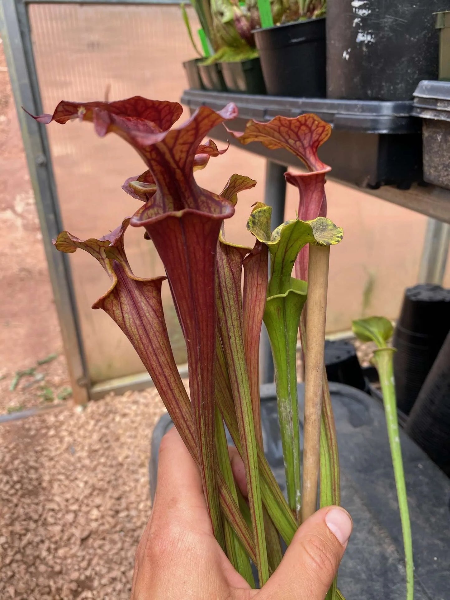 Sarracenia flava Cuprea x Waccamaw #20 Steve G. (Shipped Bare-Root)