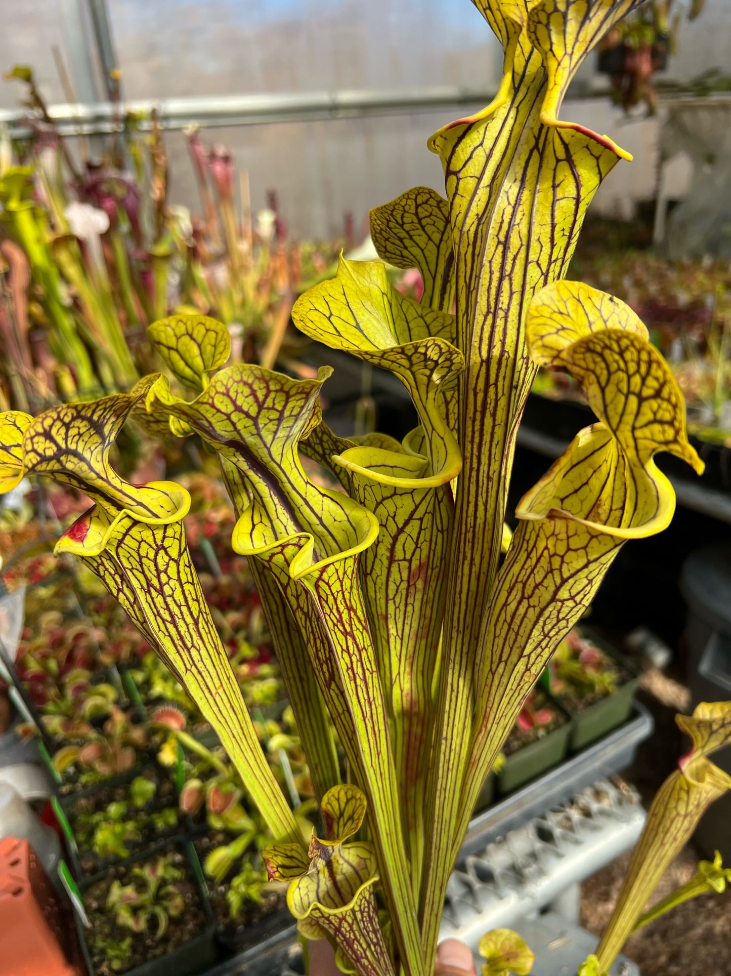 Sarracenia flava improved black veins F3 the best From Mike Wang