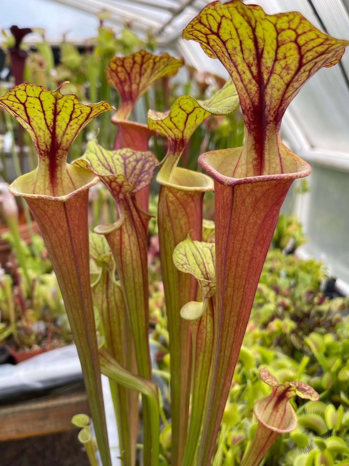 Sarracenia flava MK F112 var Rubricorpora Giant Red Aplalachicola FL (Shipped Bare-Root)