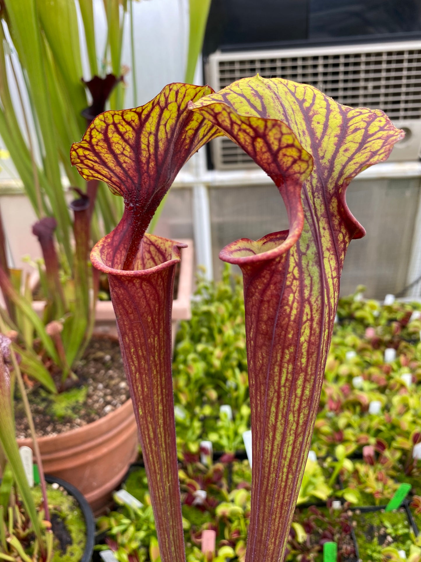 Sarracenia flava MK F234 var Rubricorpora Large Apalachicola FL (Shipped Bare-Root)