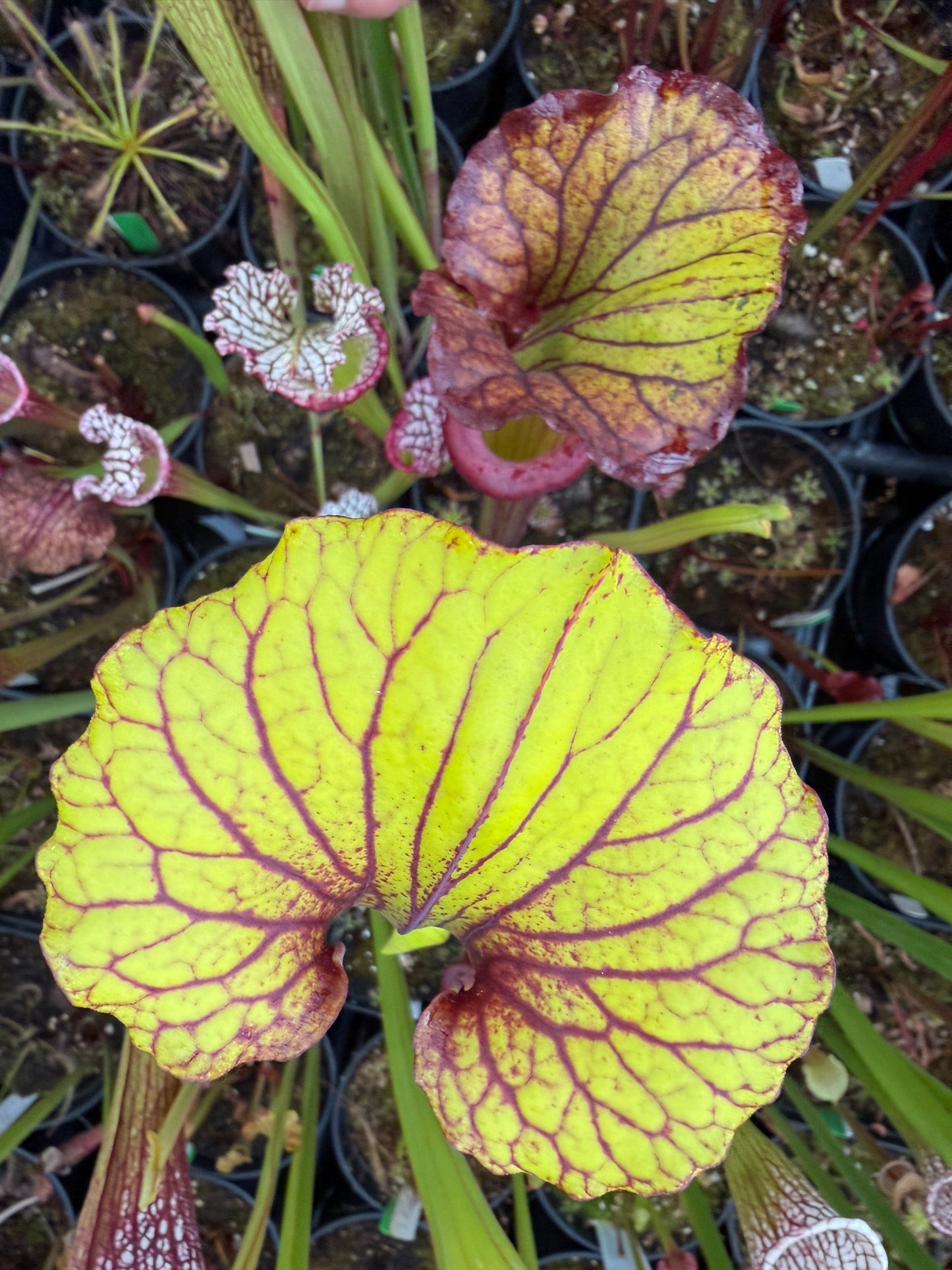 Sarracenia flava Ornata Santa Rosa Co FL #2 (Shipped Bare-Root)