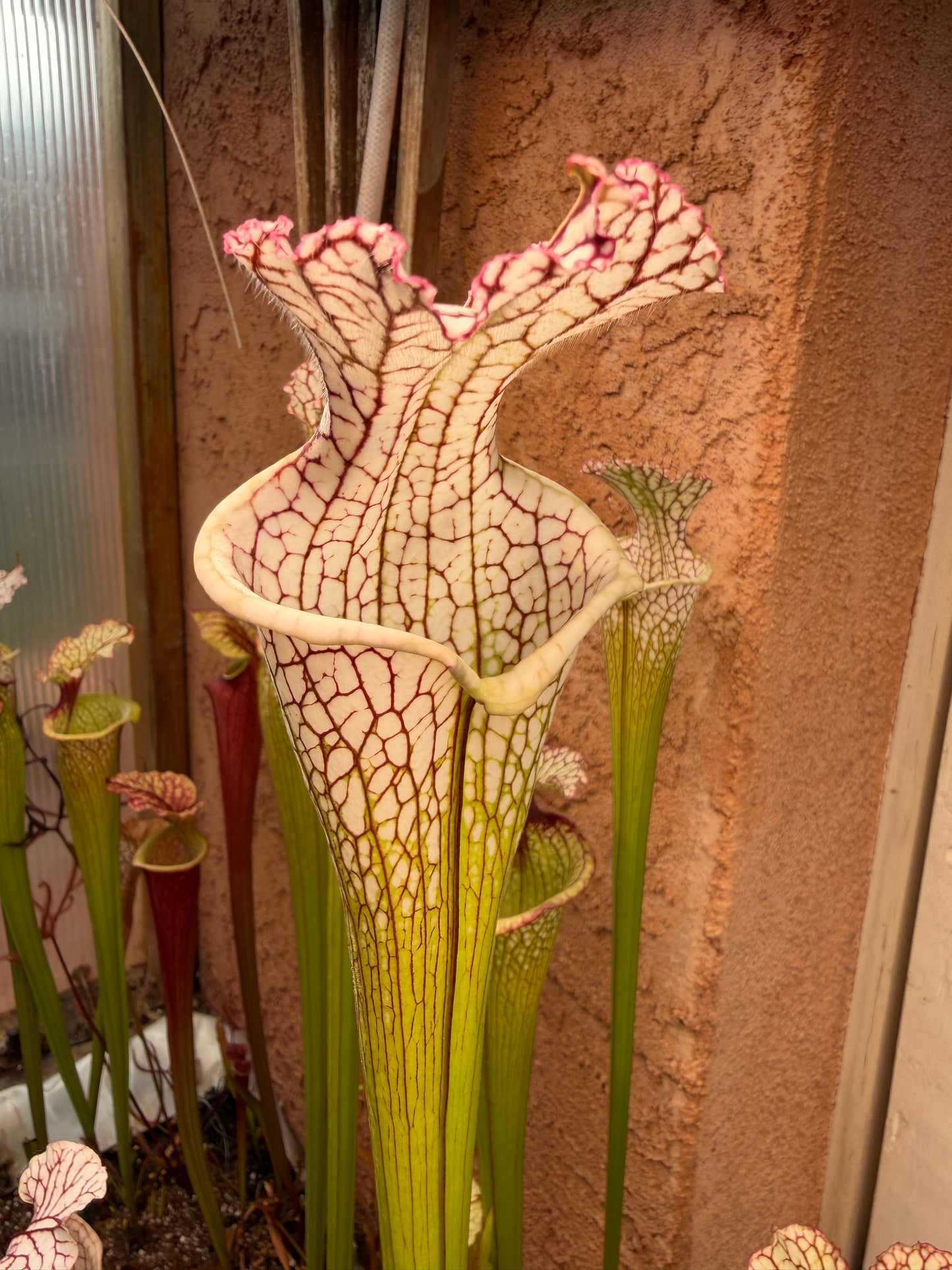Sarracenia leucophylla Deer Park AL Very Tall Sarracenia 387 World O. (Shipped Bare-Root)