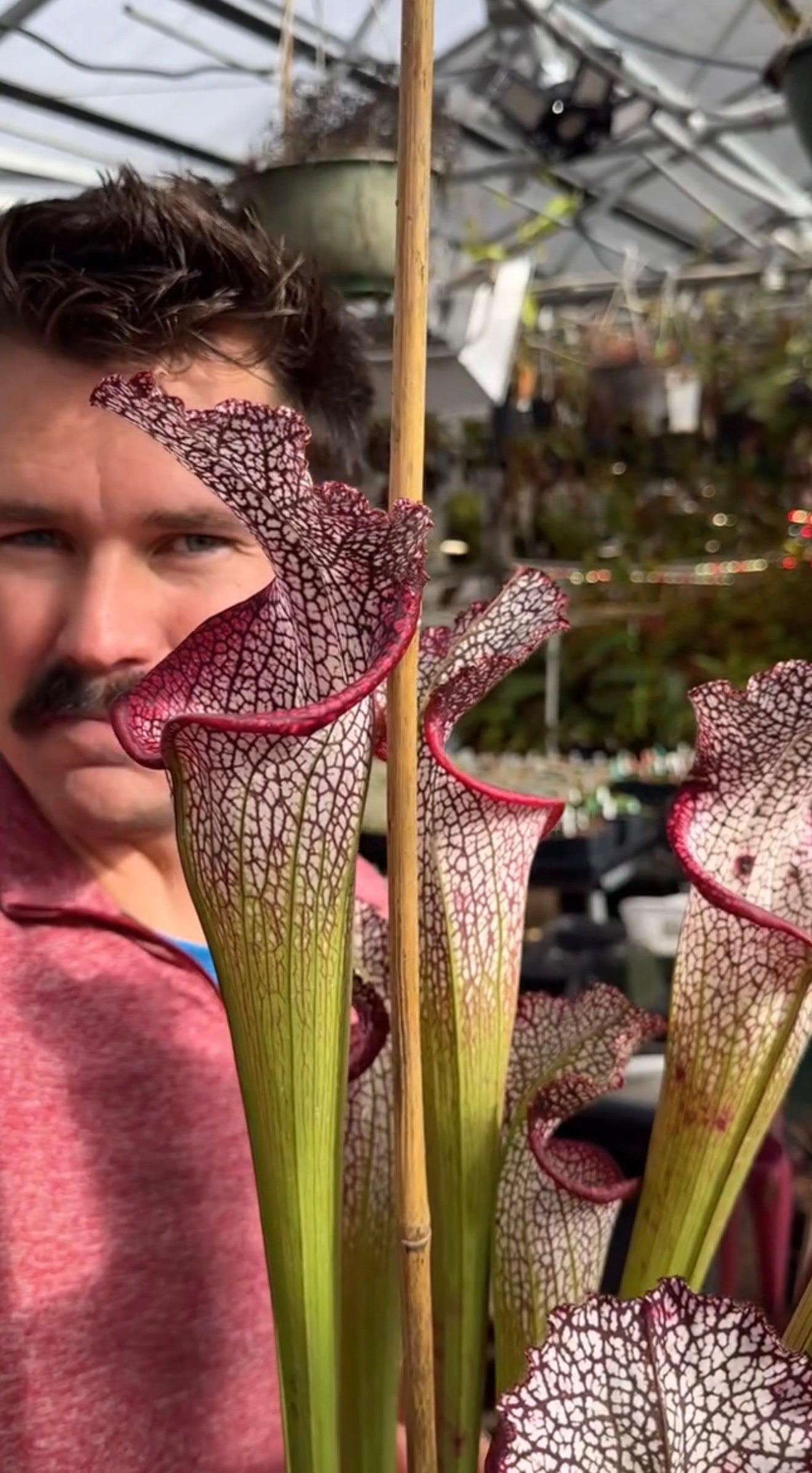 Sarracenia leucophylla Escambia Co AL Giant Biggest Late Growing Plant (Shipped Bare-Root)