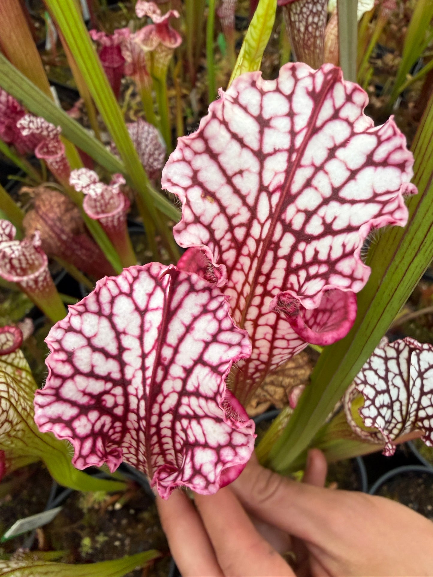 Sarracenia leucophylla Giant (Real Deal Drummond's Giant x PLI Franklin Co FL) Select MW - Small (Shipped Bare-Root)