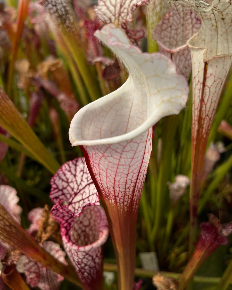 Sarracenia leucophylla Hurricane Creek White A x F Select MW (Shipped Bare-Root)