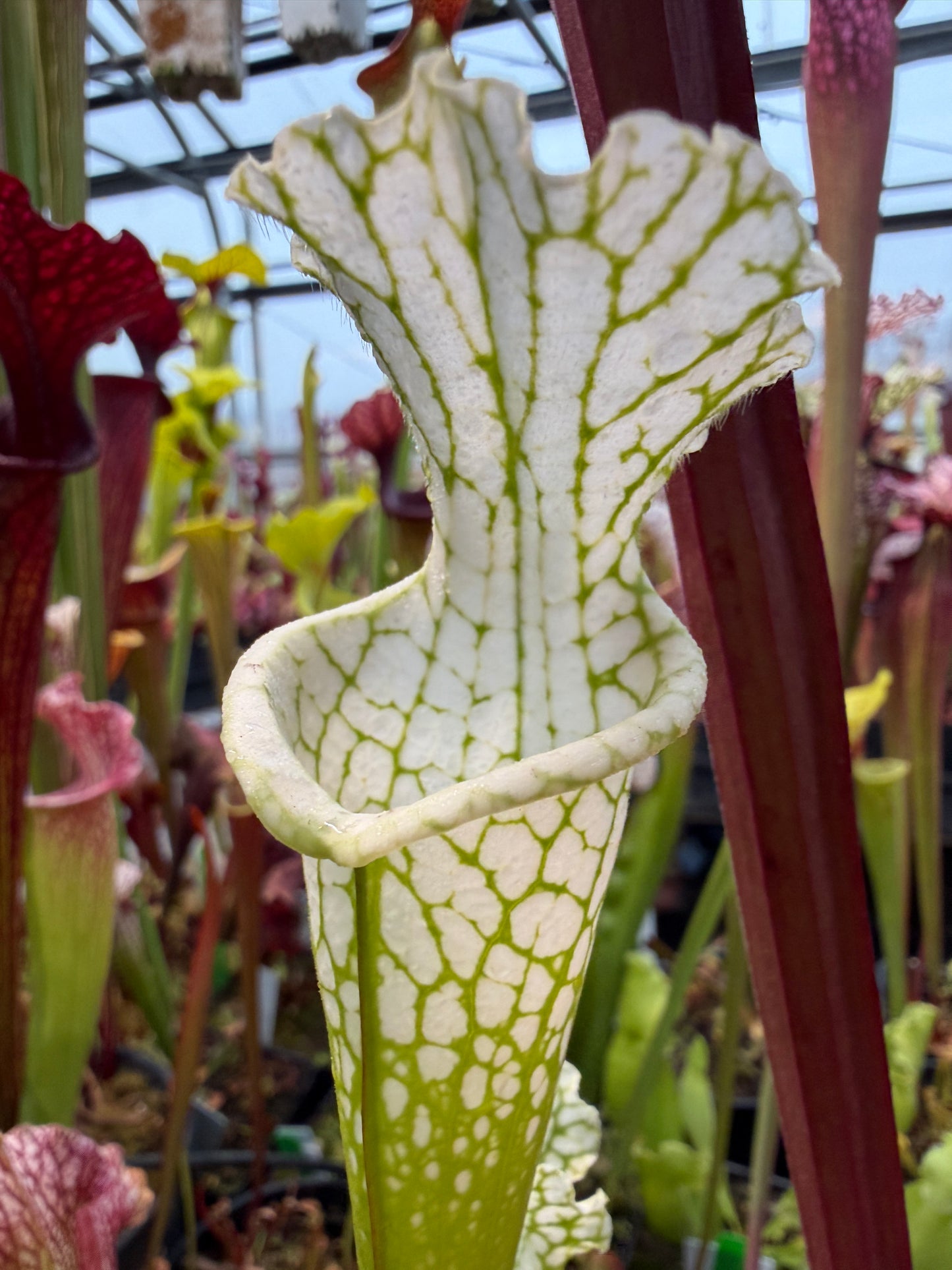 Sarracenia leucophylla Hurricane Creek White B