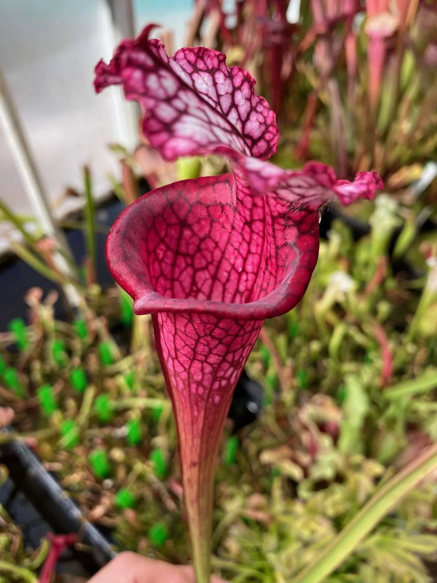 Sarracenia leucophylla MK L129 Ruby Joyce (Shipped Bare-Root)