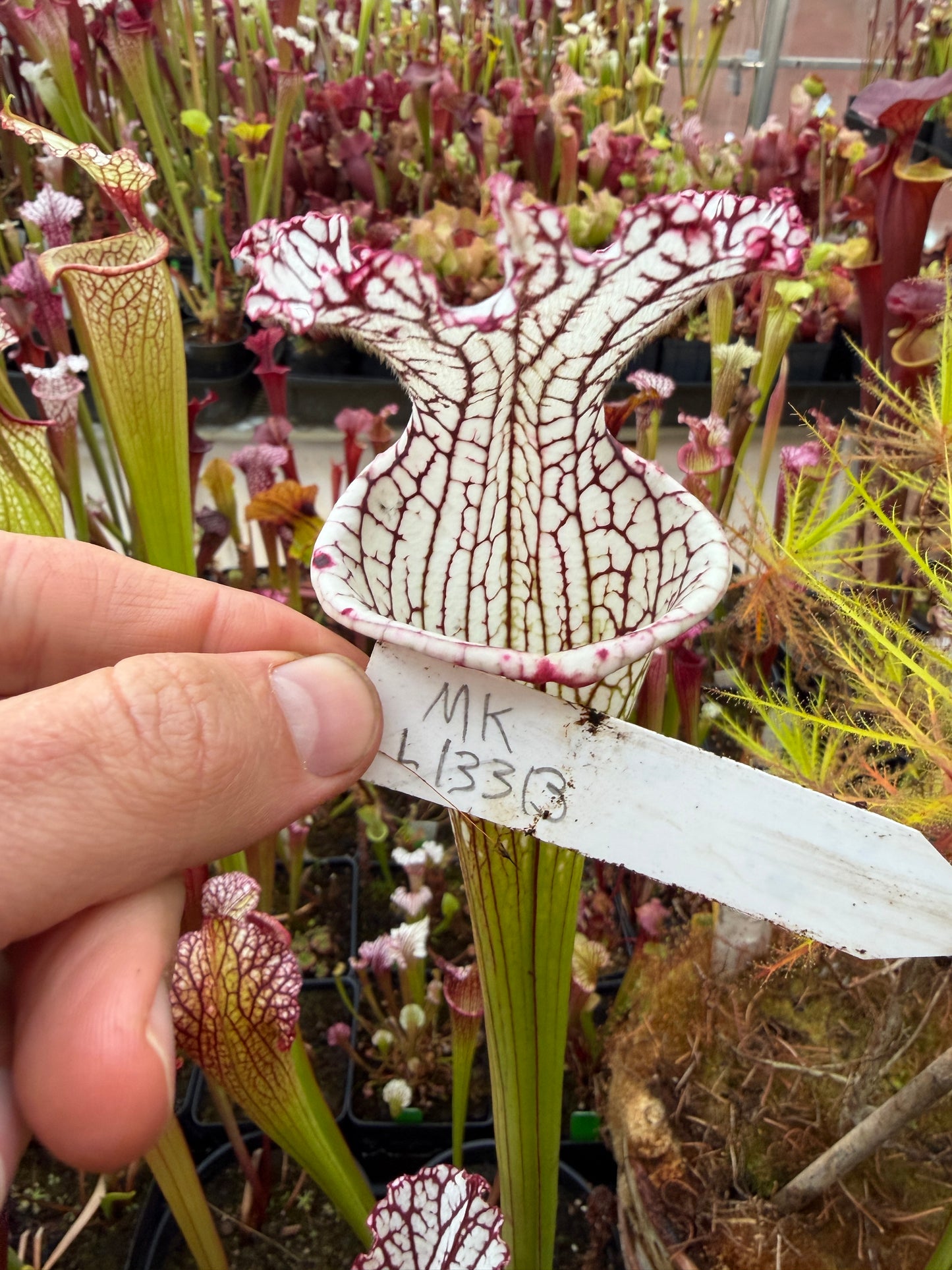 Sarracenia leucophylla MK L133B Giant from Splinter Hill - Small (Shipped Bare-Root)