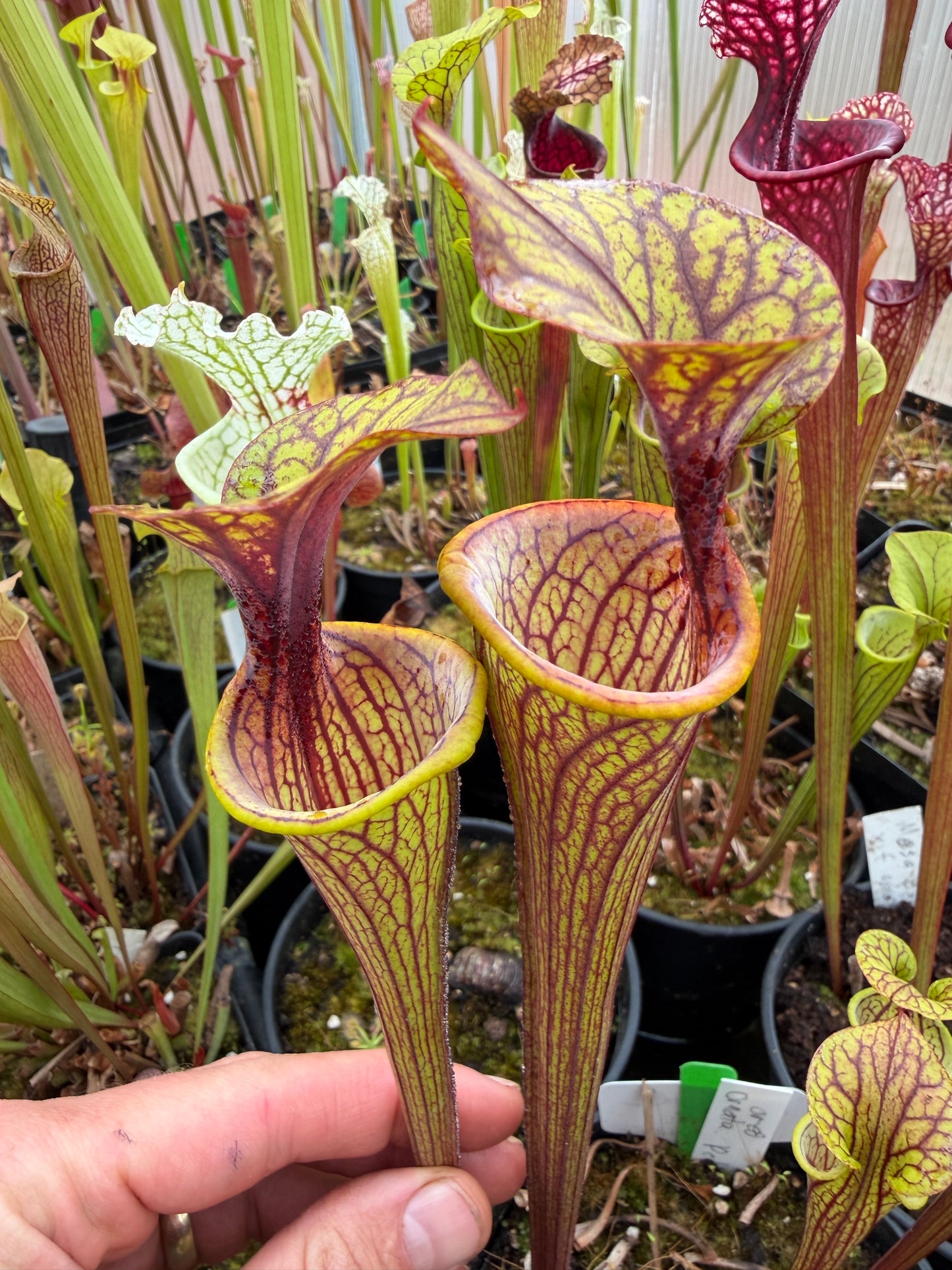 Sarracenia oreophila Ornata Dekalb Co Colorado Sales Only (Shipped Bare-Root)