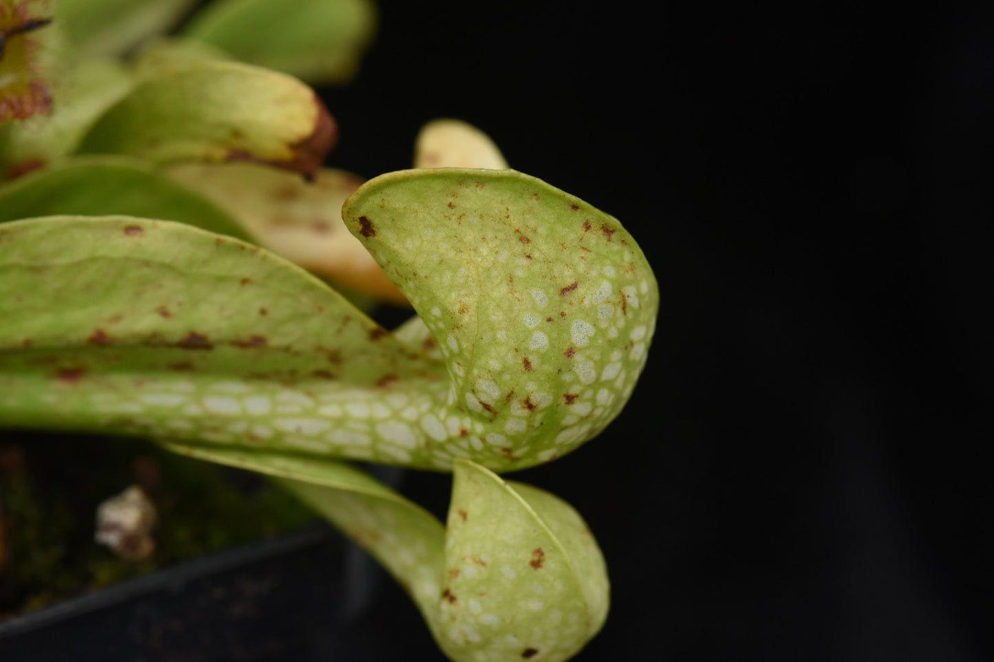 Sarracenia psittacina AF (Shipped Bare-Root)