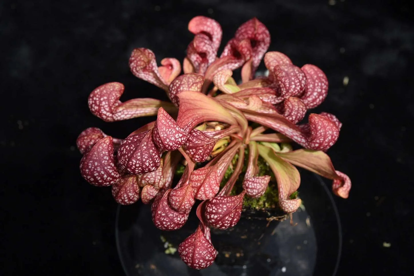 Sarracenia psittacina Dan Winter Clone (Shipped Bare-Root)