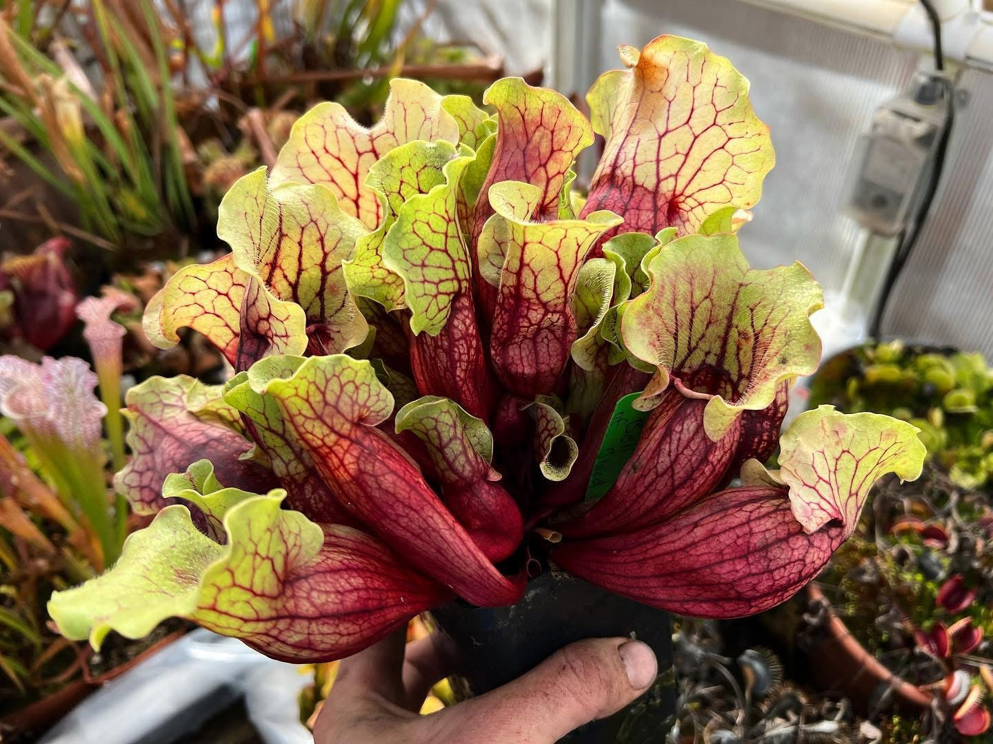Sarracenia purpurea Belly of Blood (Shipped Bare-Root)