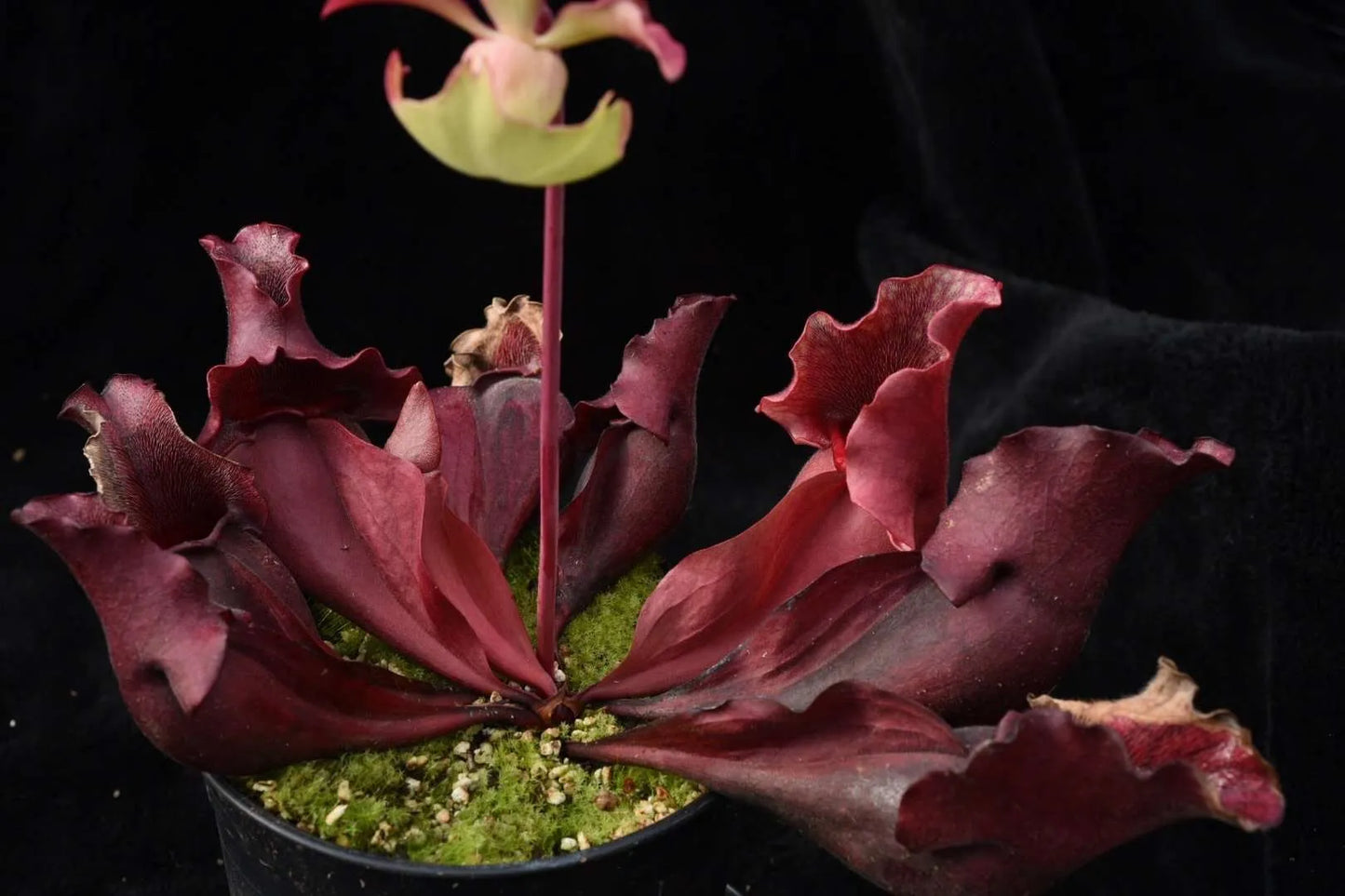Sarracenia purpurea ssp. venosa Burkii FP (Shipped Bare-Root)